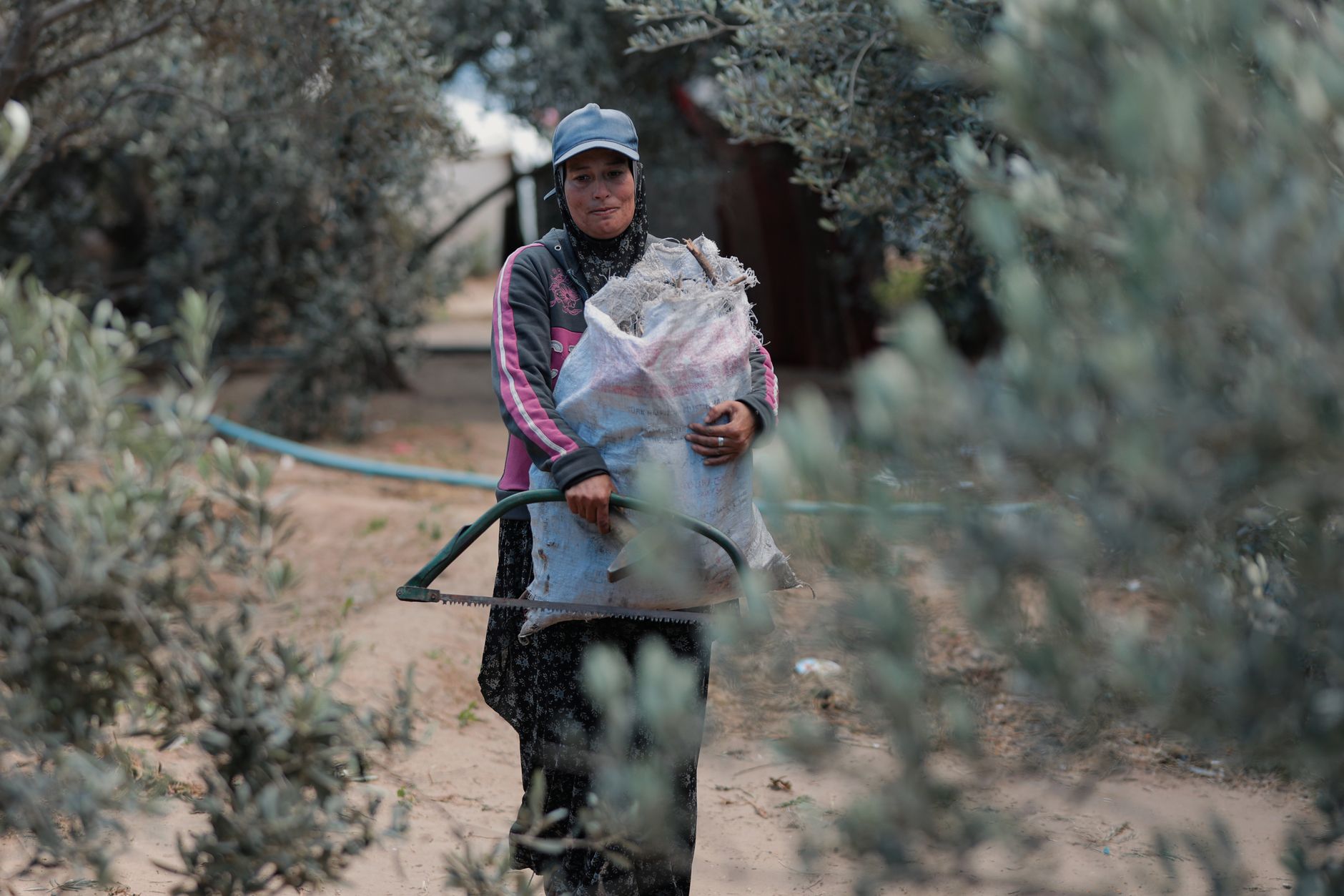 Olive Grove