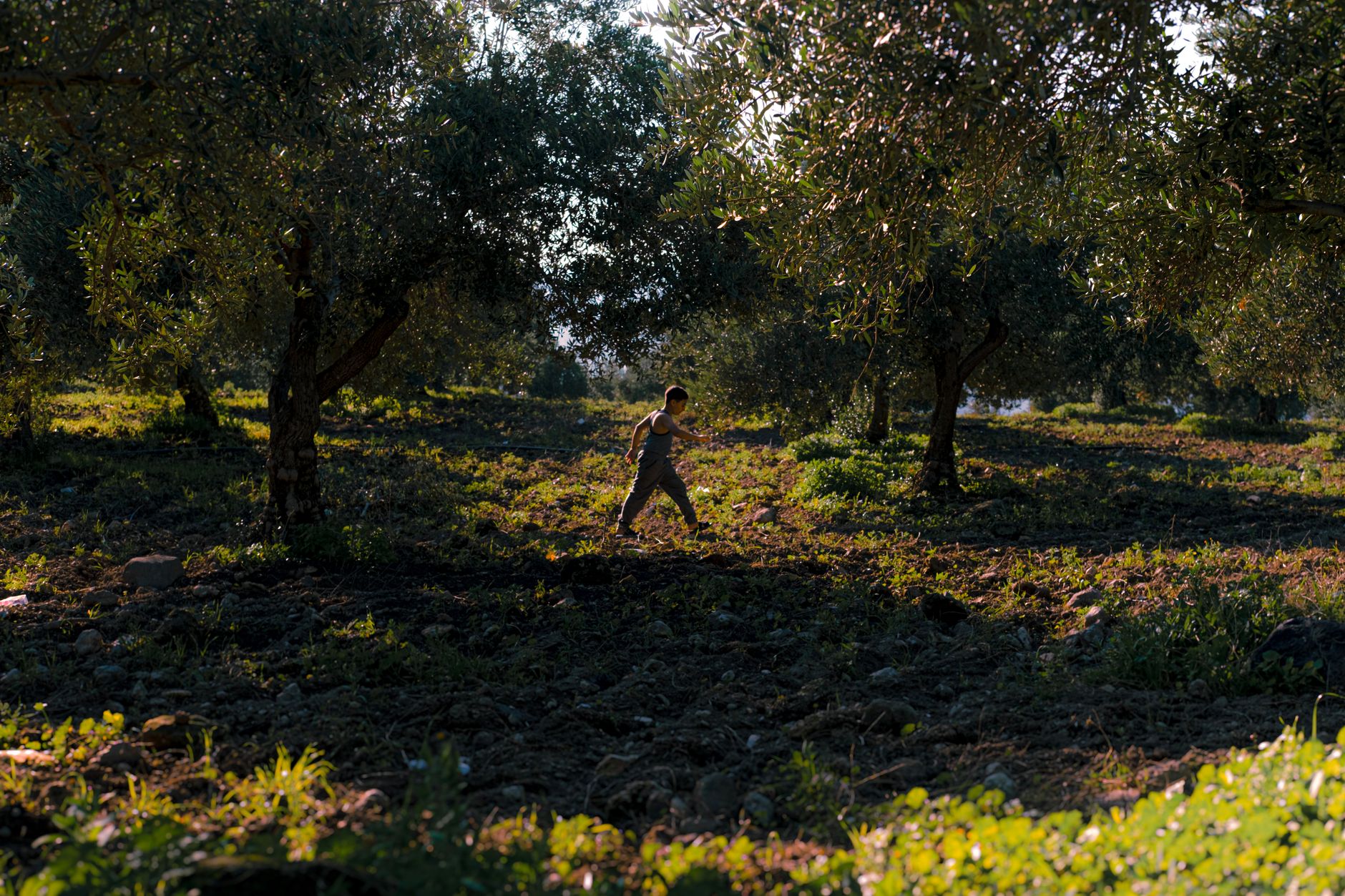 Olive Grove