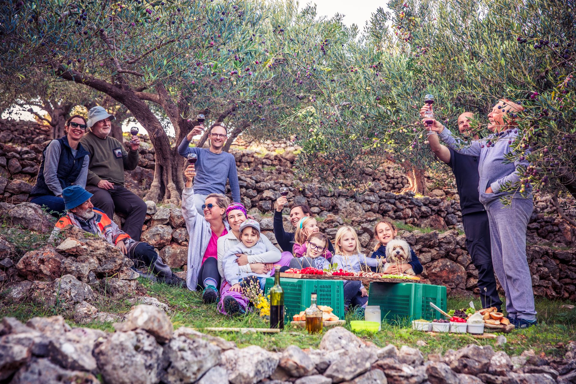 Olive Grove