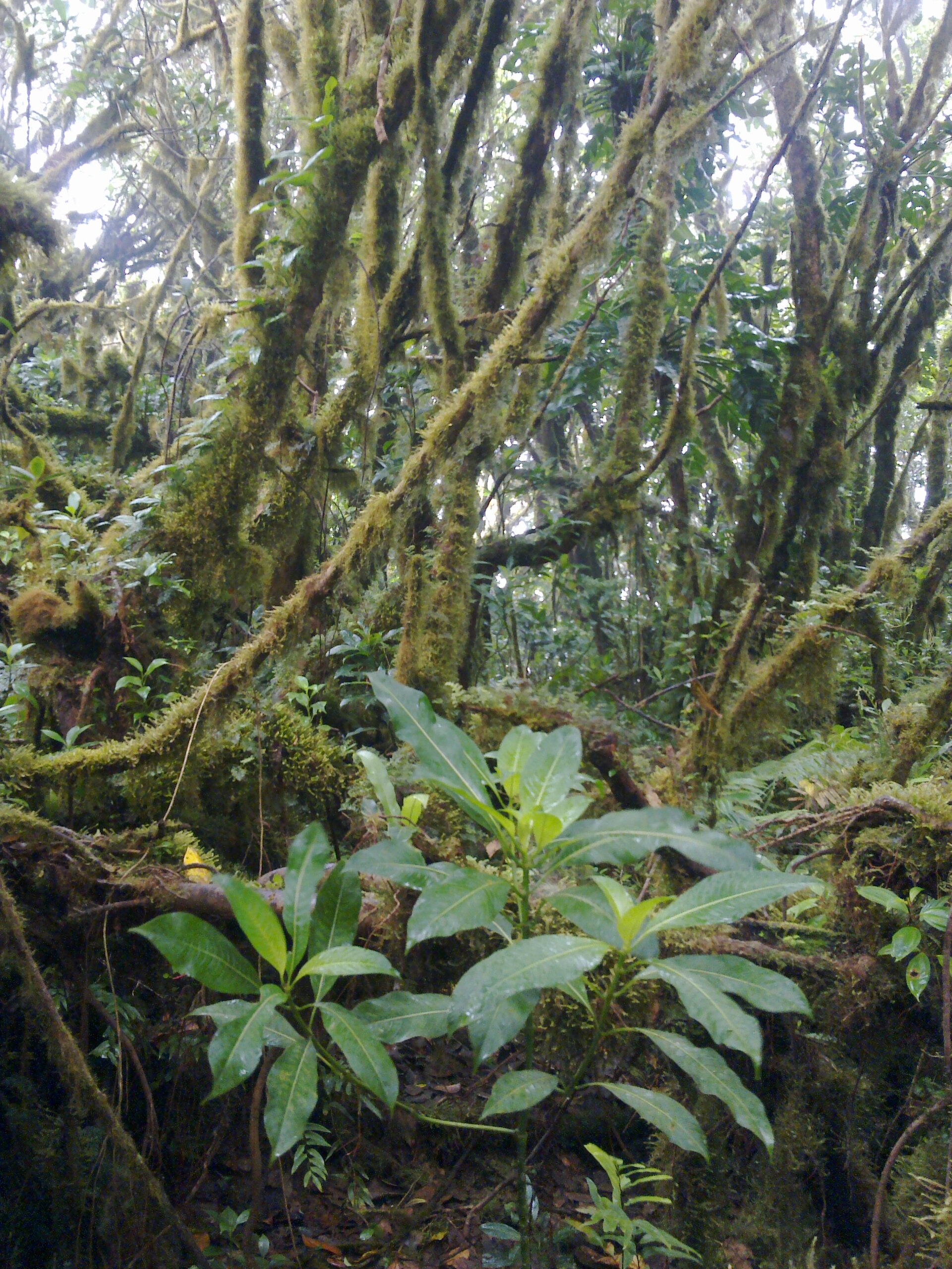 Ometepe Island