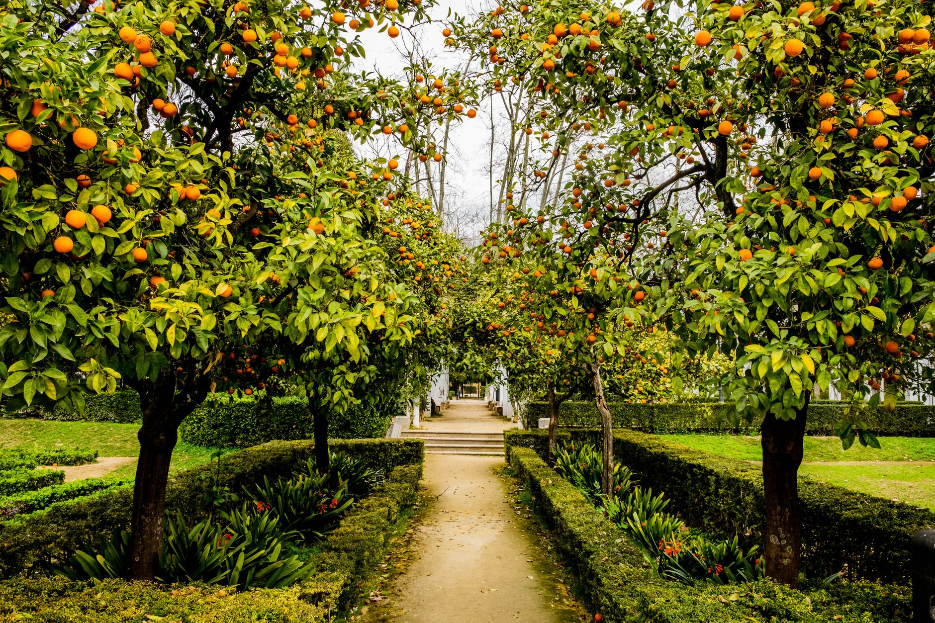 Orange Grove Gardens