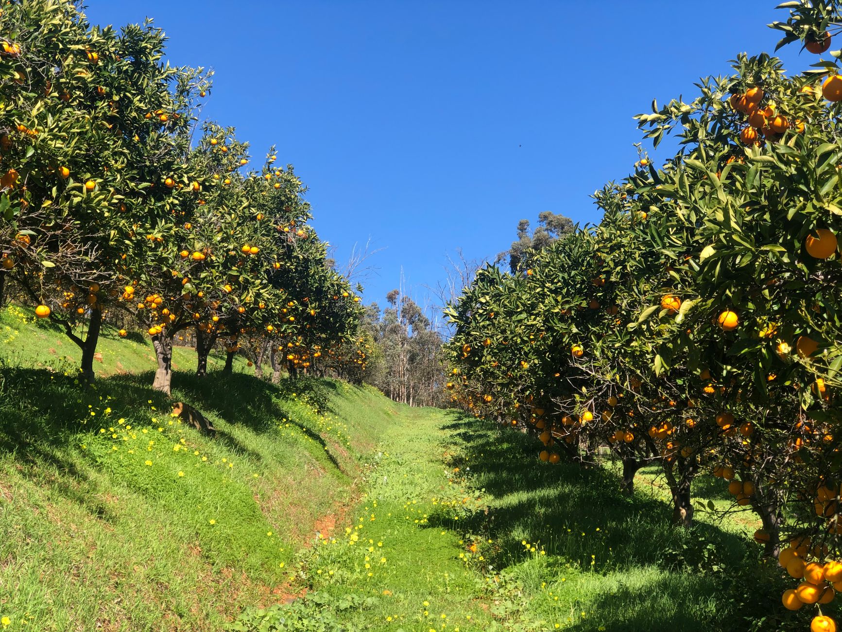 Orange Grove