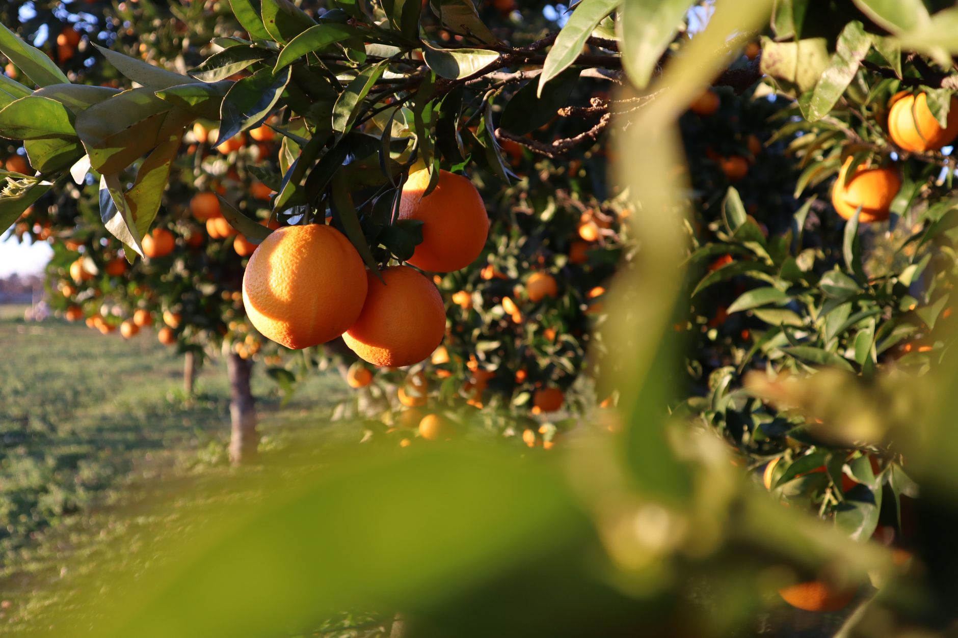 Orange Grove