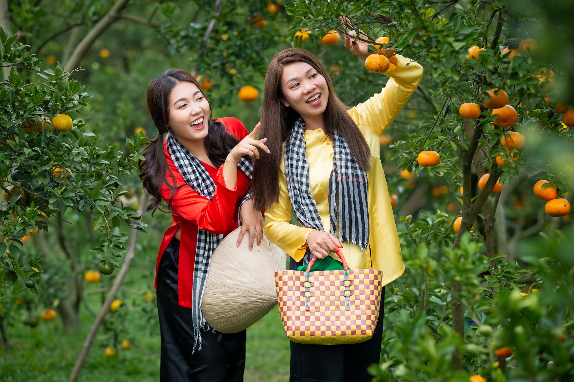 Orange Grove