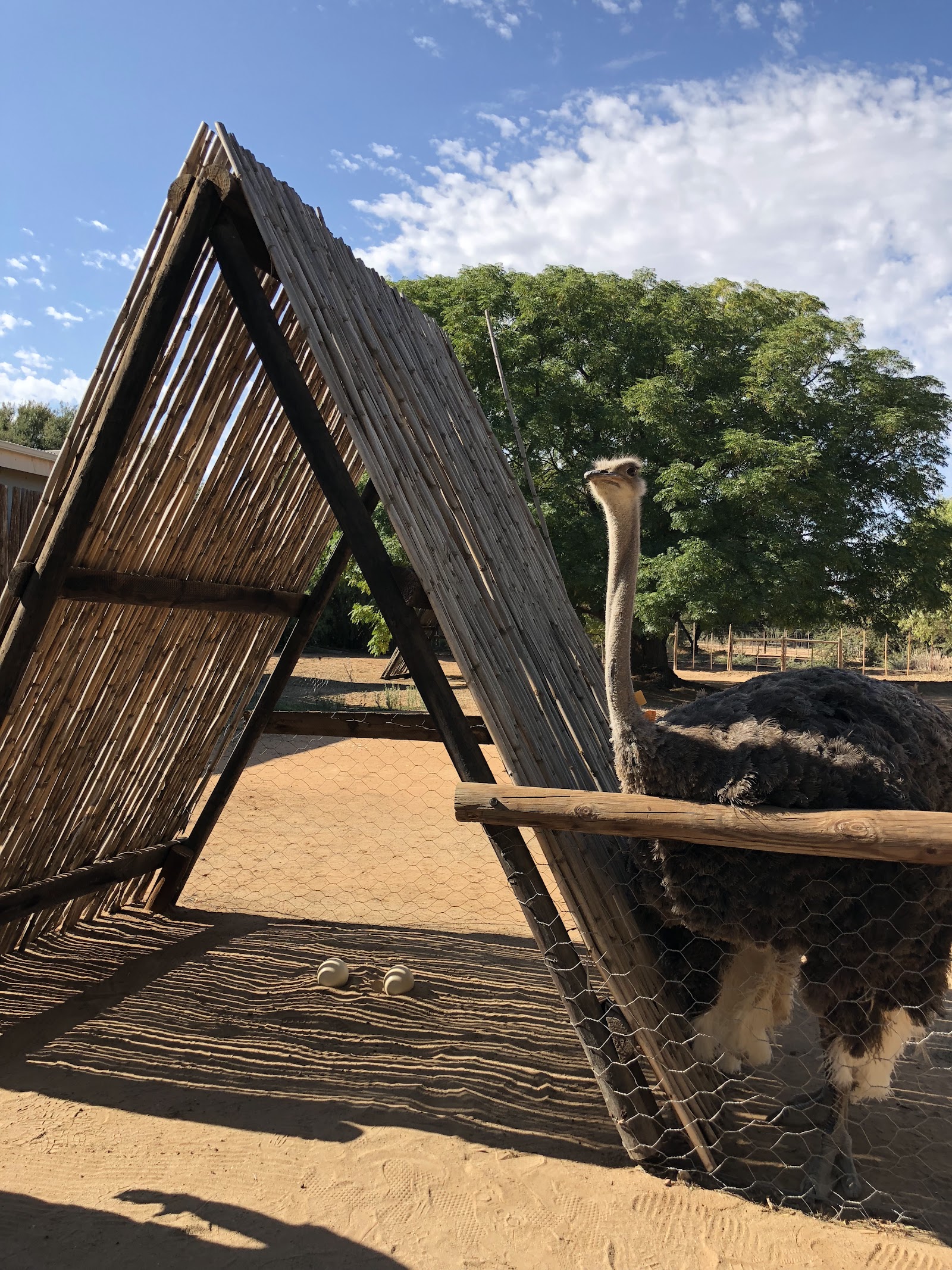 Oudtshoorn Ostrich Farms