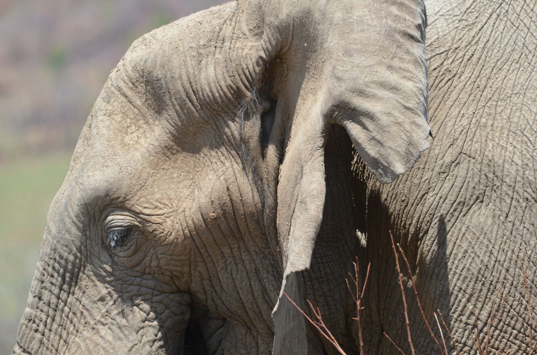 Pilanesberg National Park