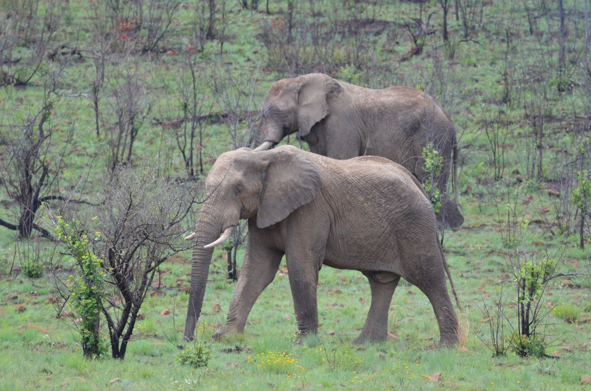 Pilanesberg National Park