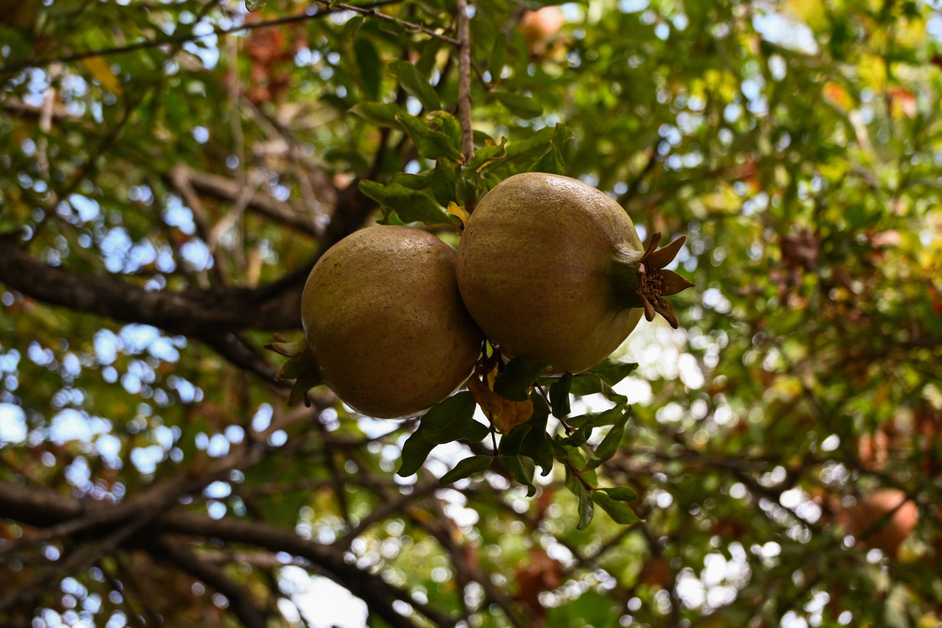 Pomegranate Orchard