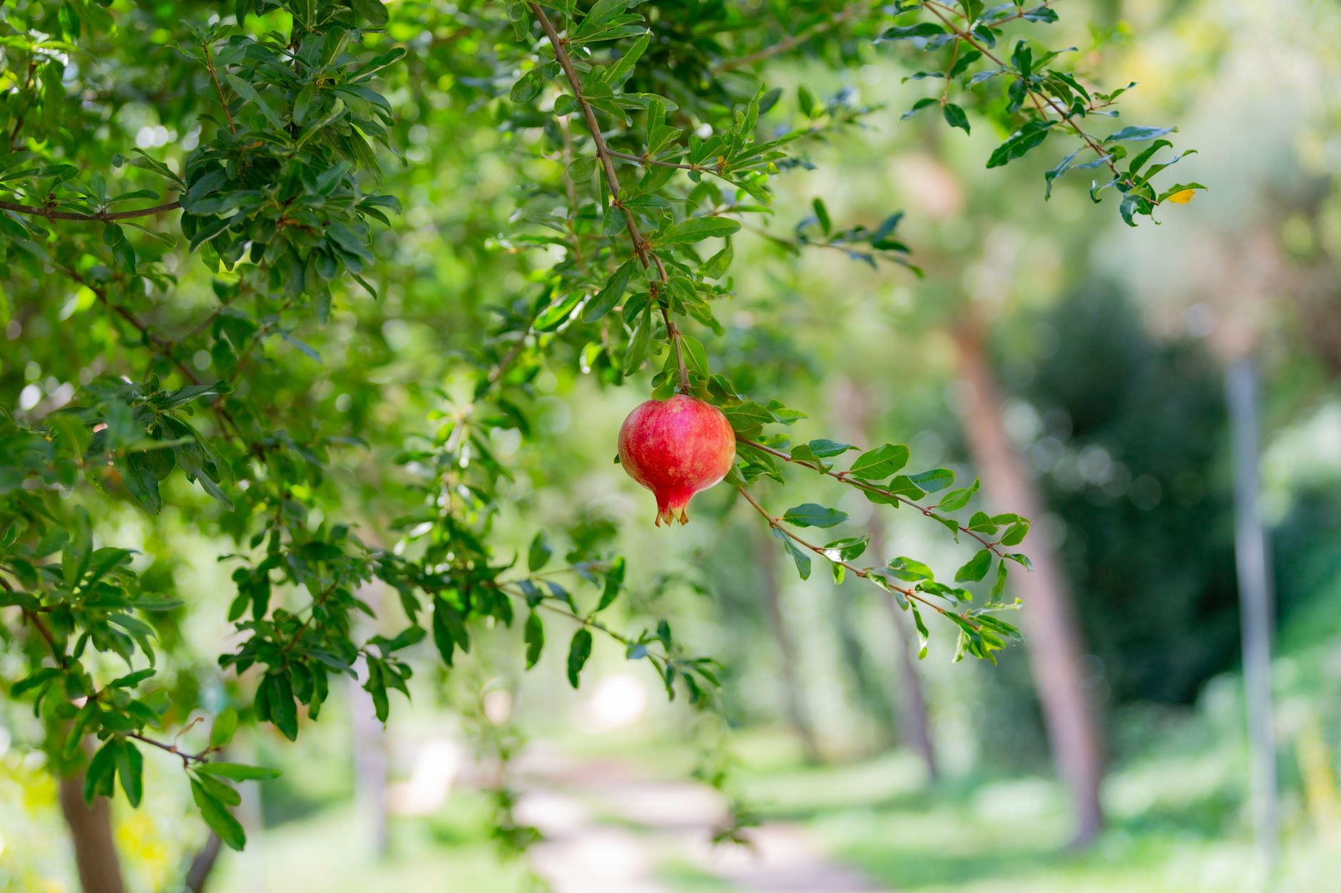 Pomegranate Orchard