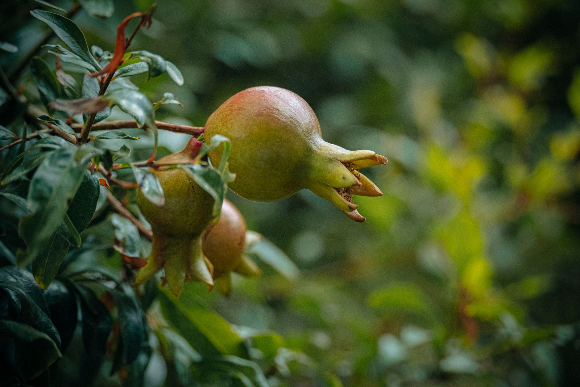 Pomegranate Orchard