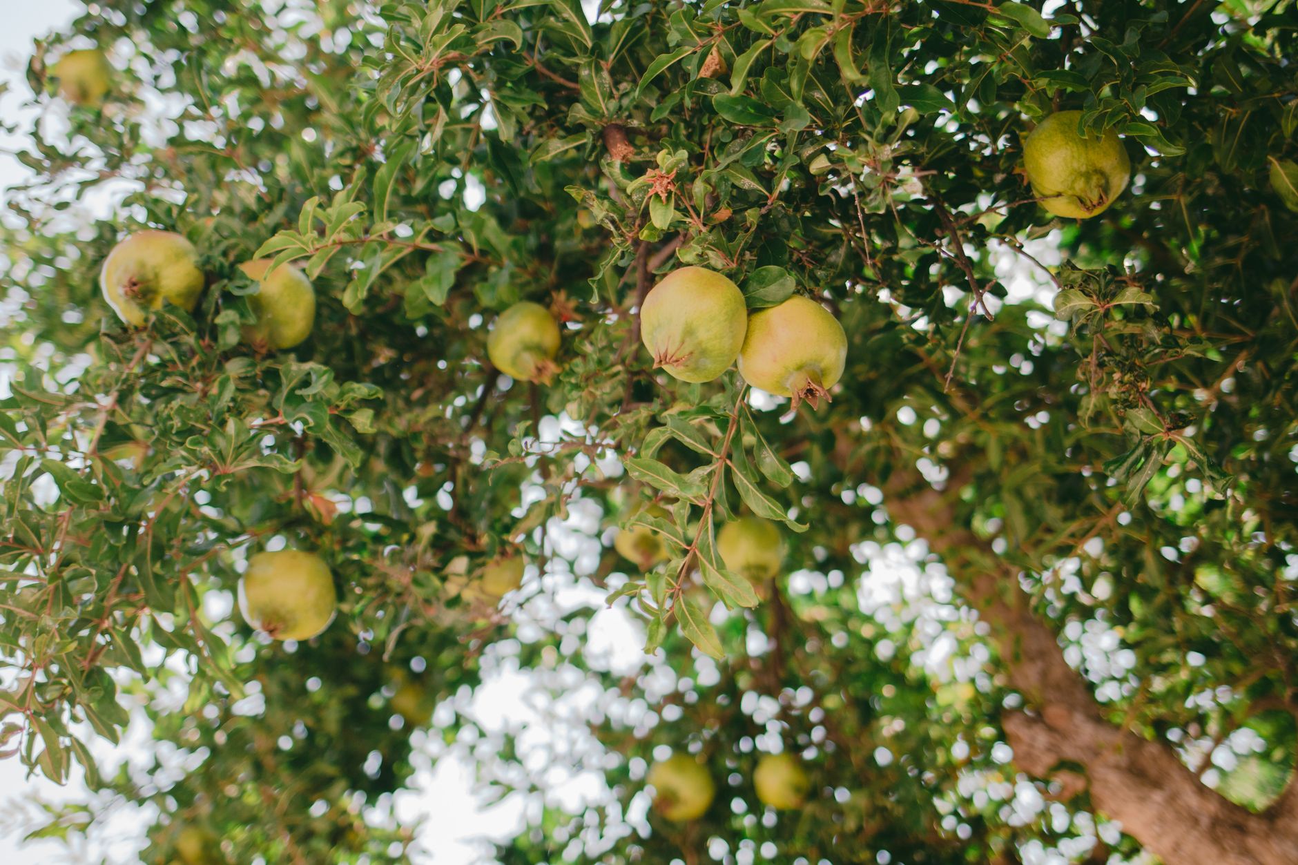 Pomegranate Orchard