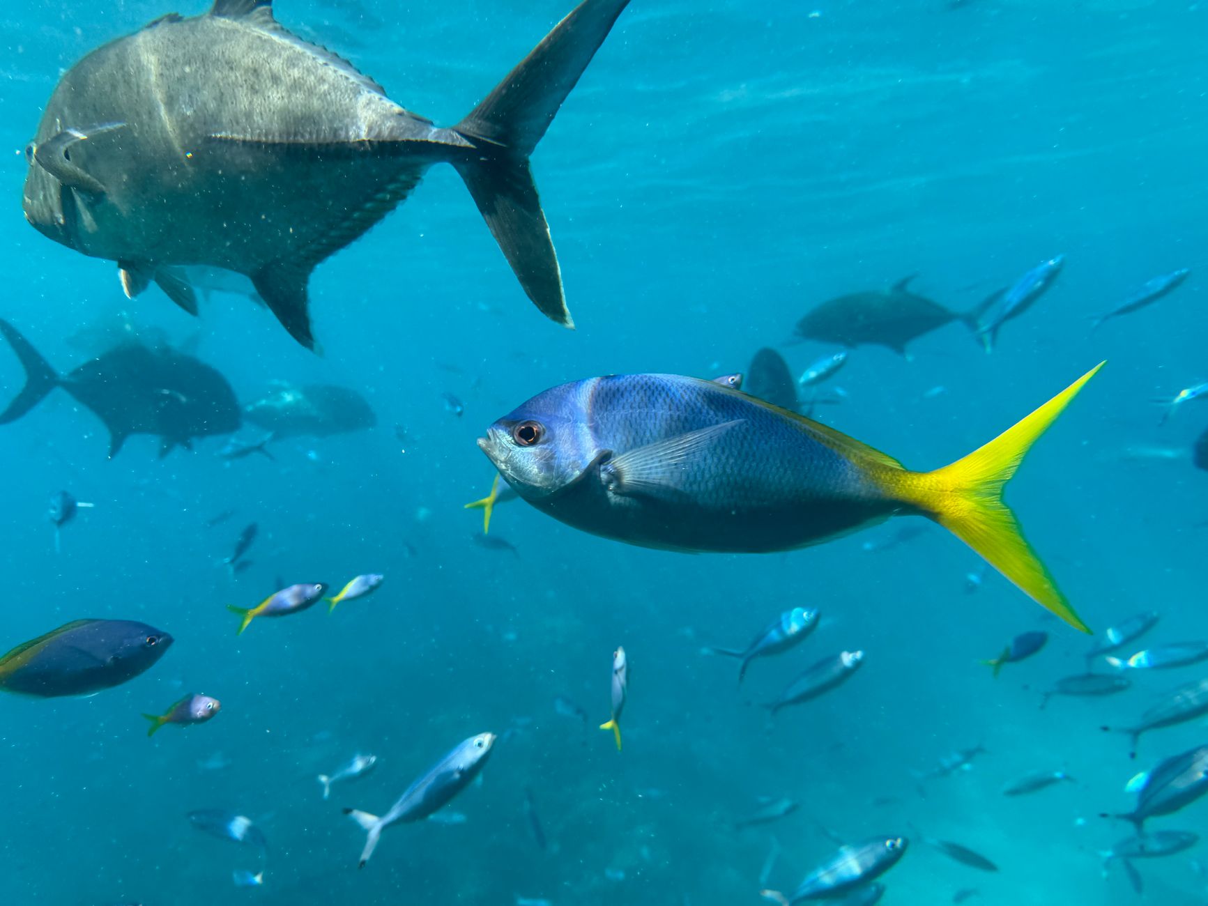 Queensland (Great Barrier Reef), Australia