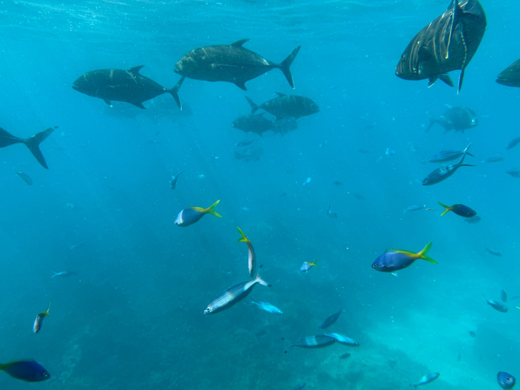 Queensland (Great Barrier Reef), Australia