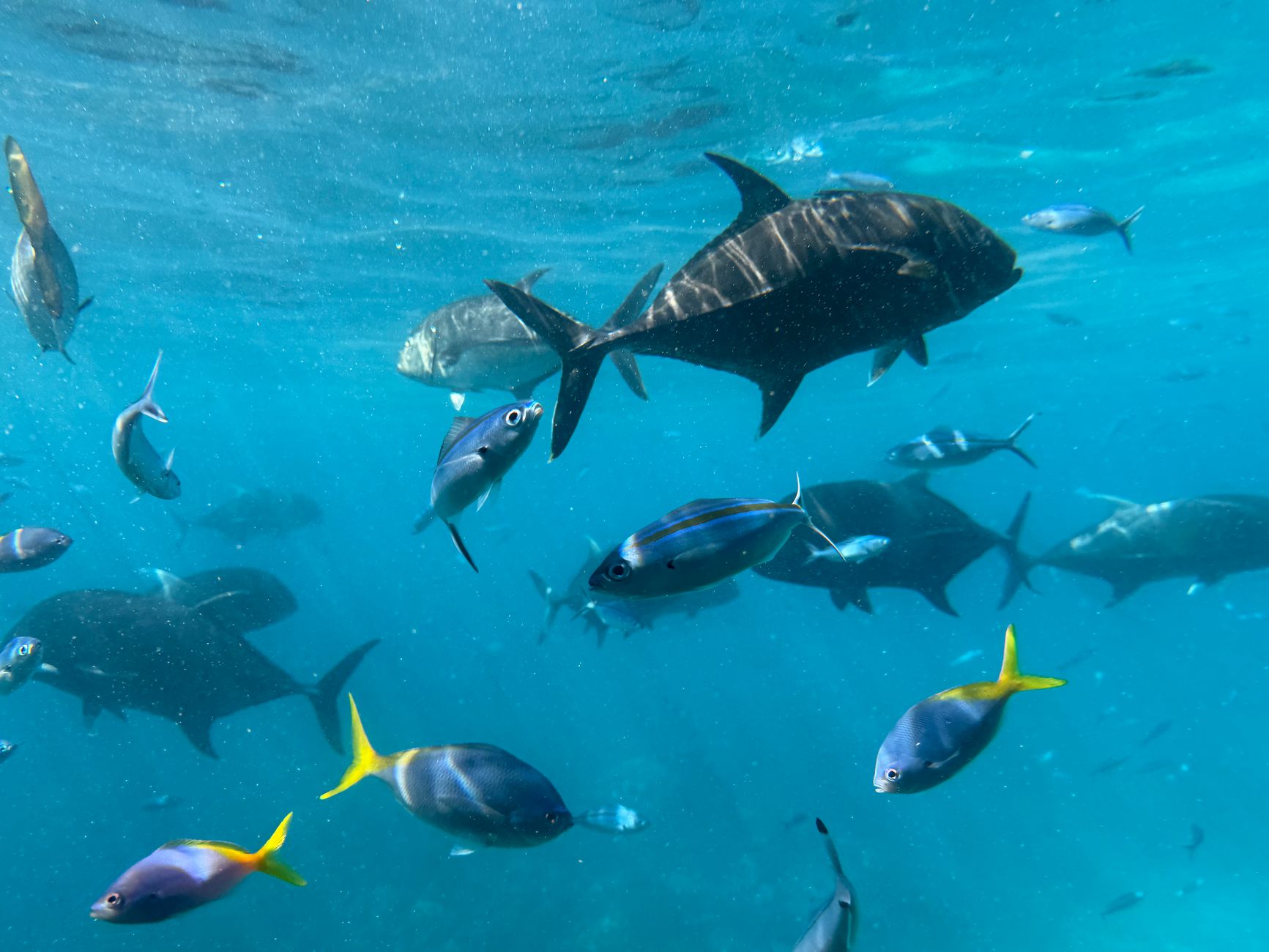 Queensland (Great Barrier Reef), Australia