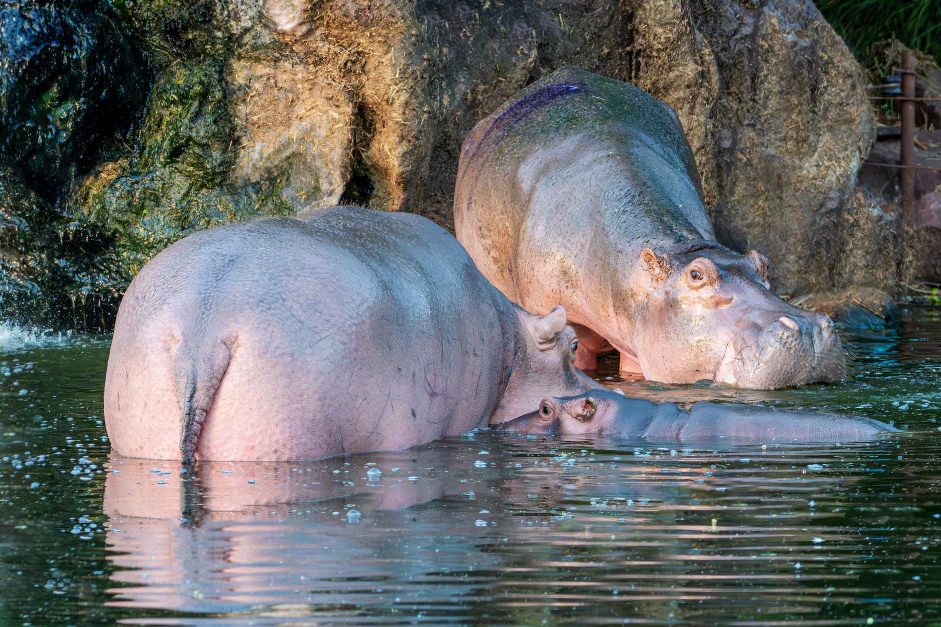 Retima Hippo Pool
