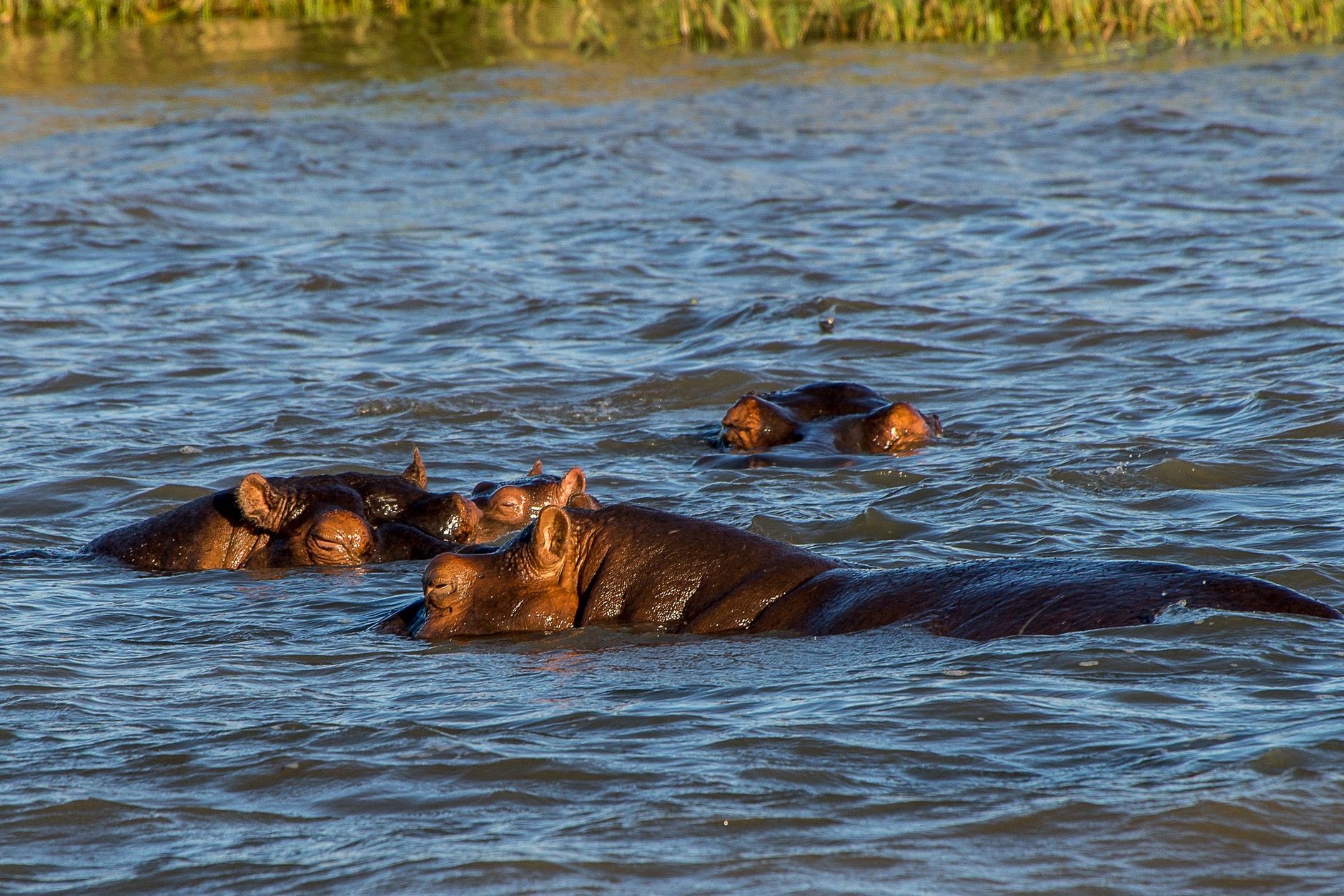 Retima Hippo Pool