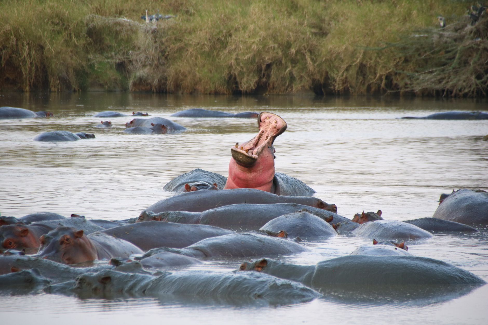 Retima Hippo Pool