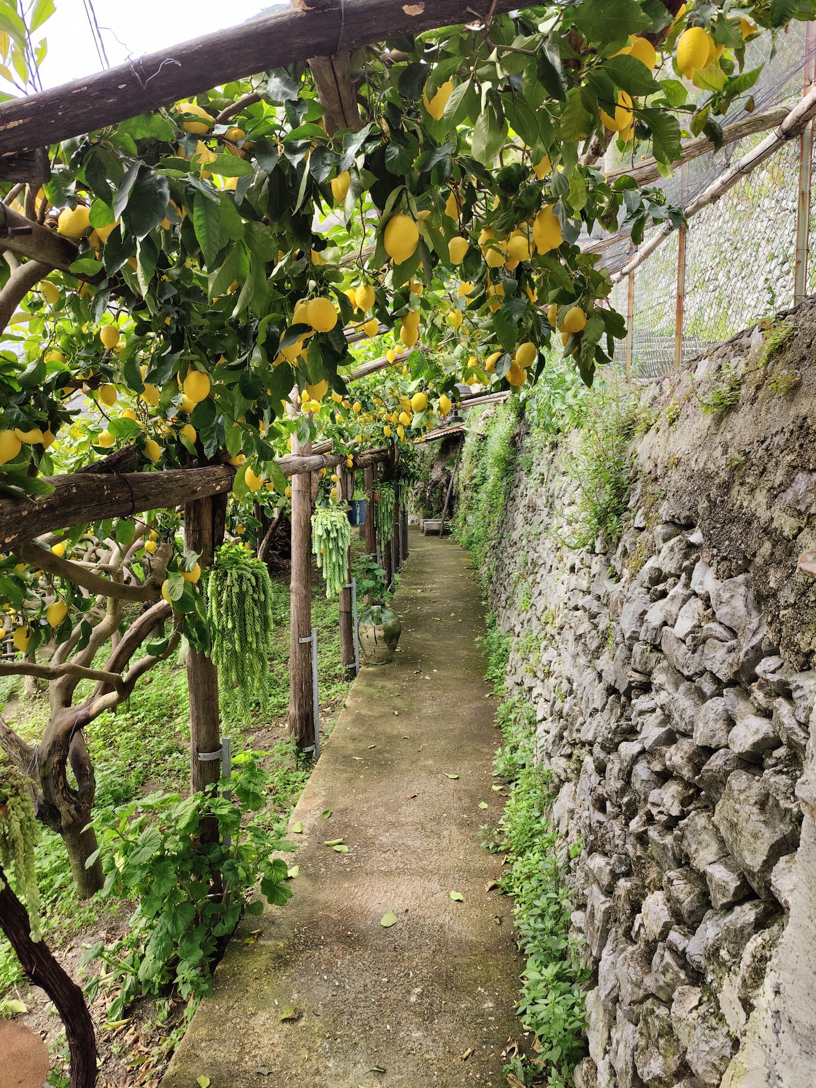 Sentiero dei Limoni (Lemon Path)