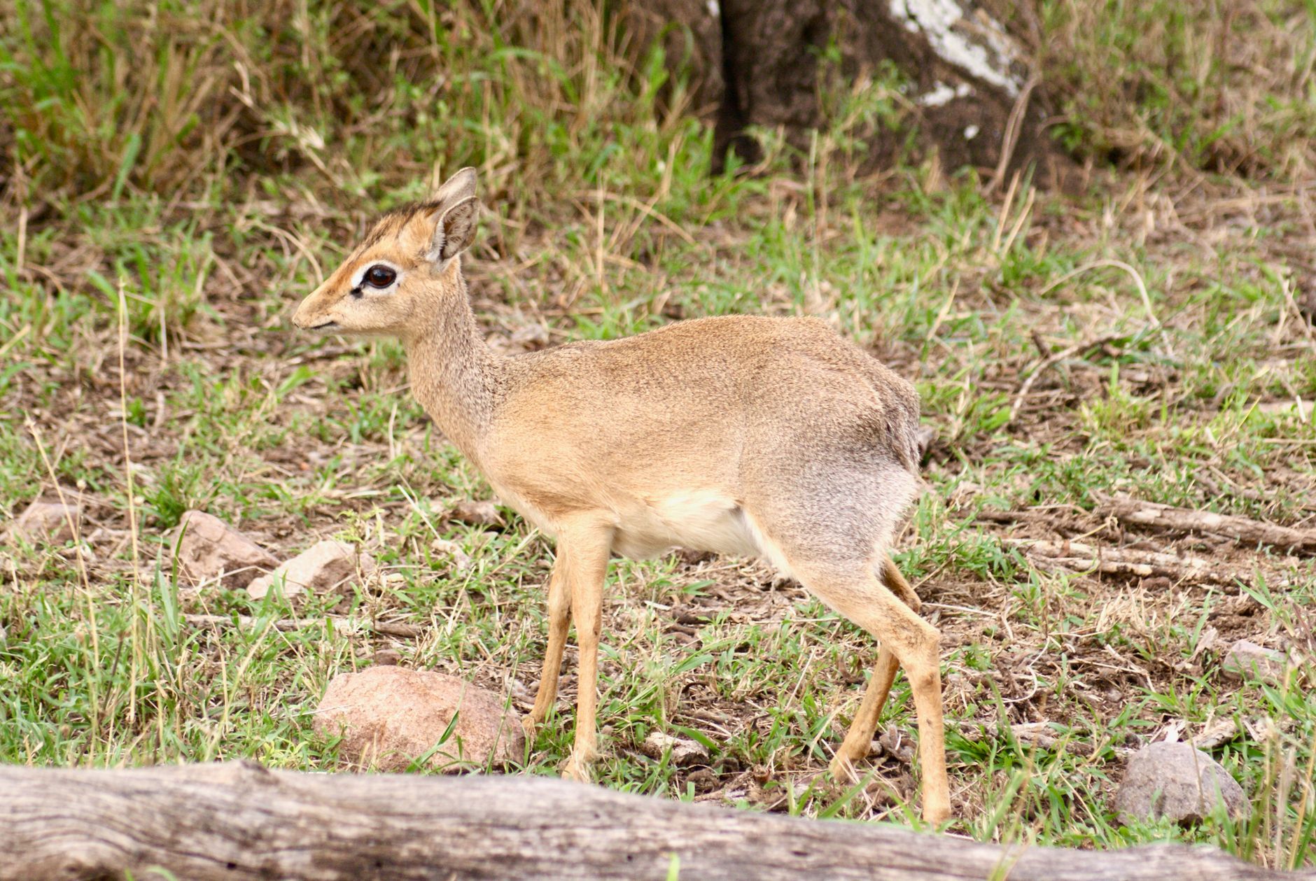 Seronera