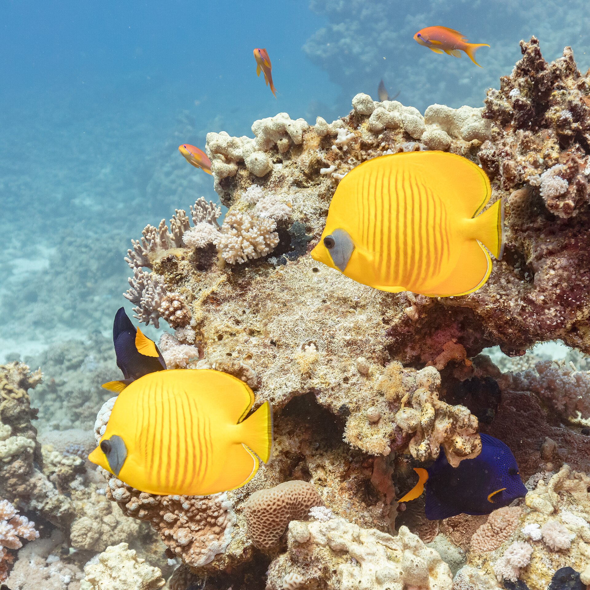Sharm el-Sheikh