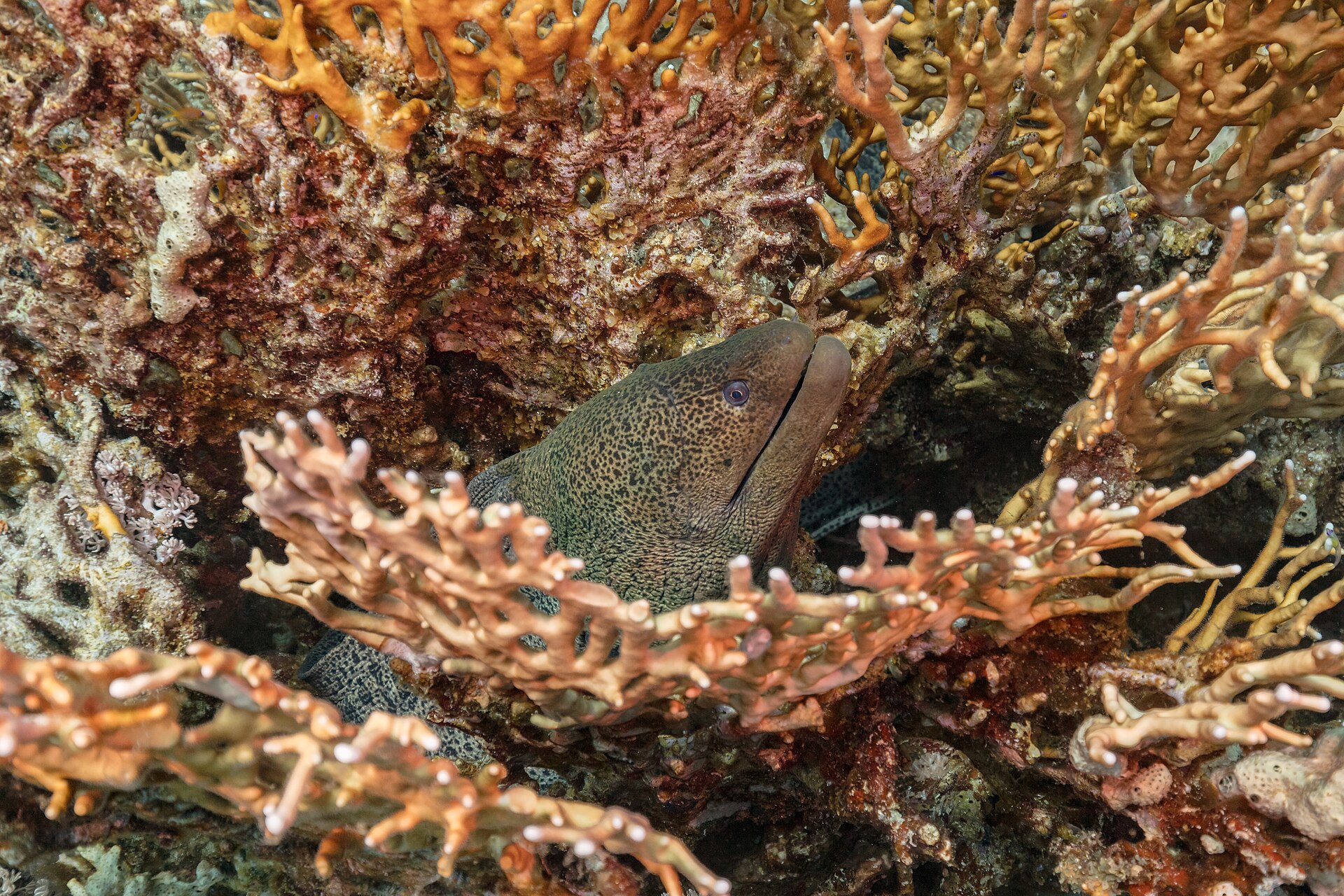 Sharm el-Sheikh