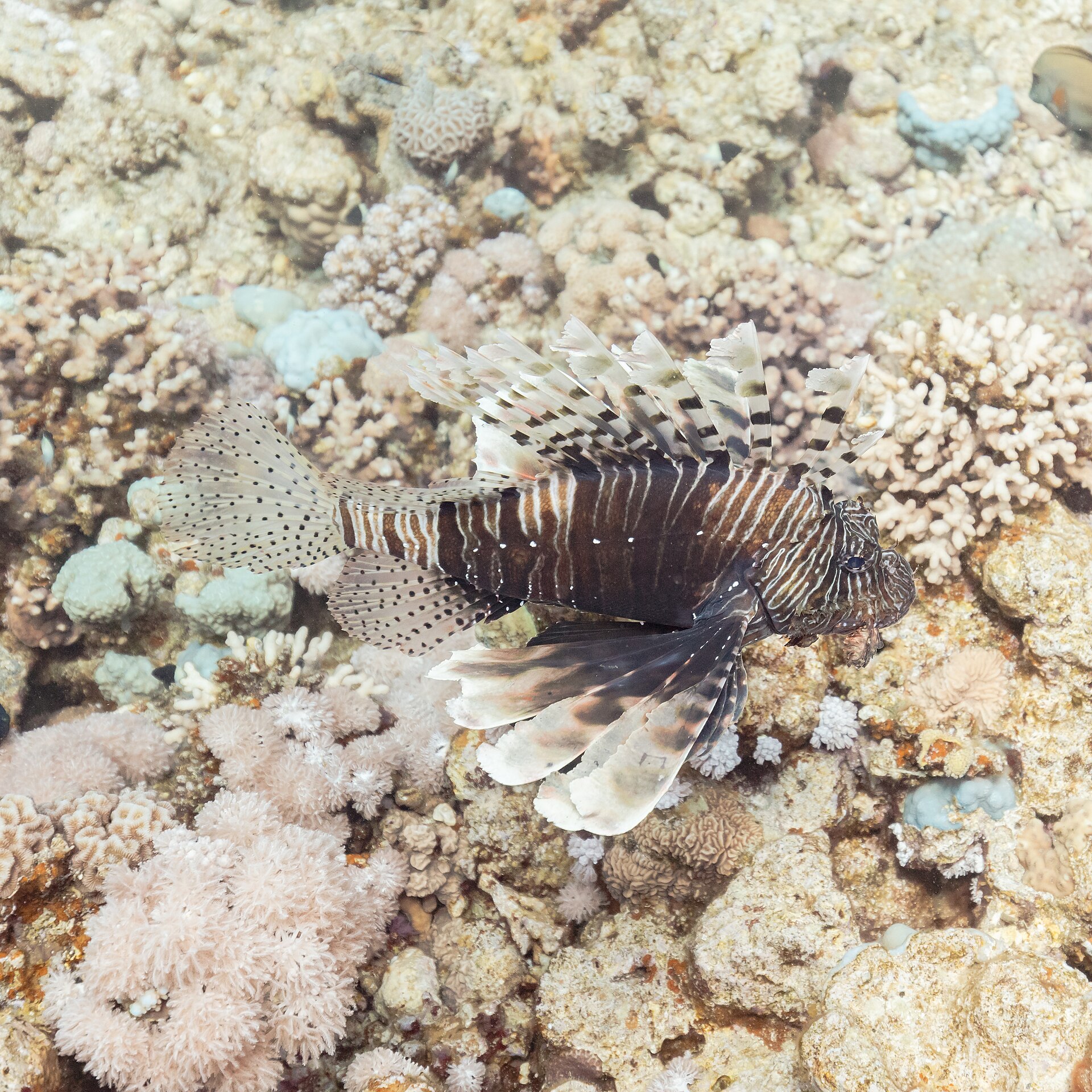 Sharm el-Sheikh