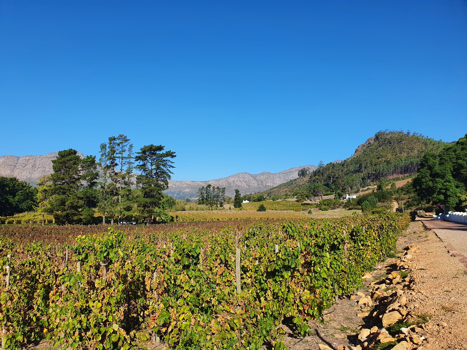 Stellenbosch Wine Route