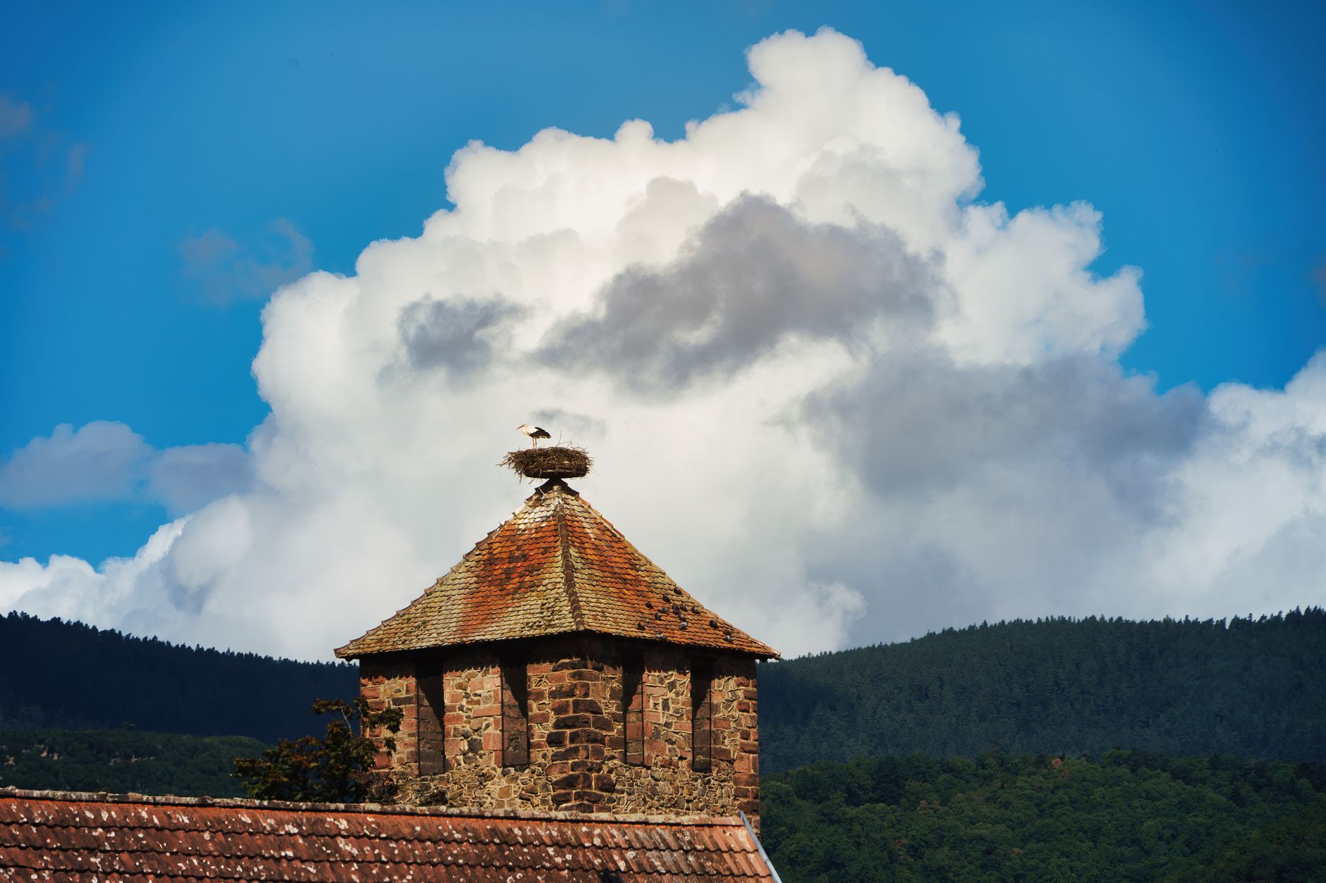 Stork Nesting Towers