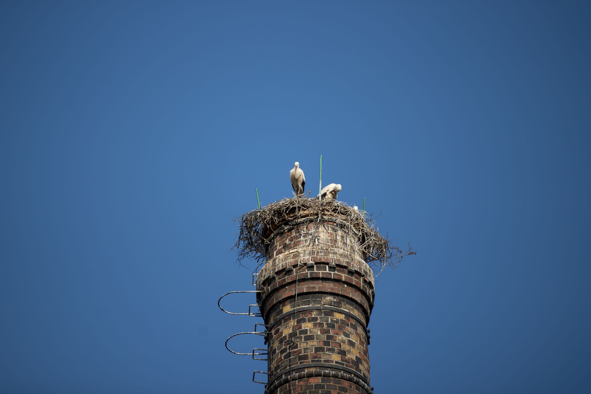 Stork Nesting Towers