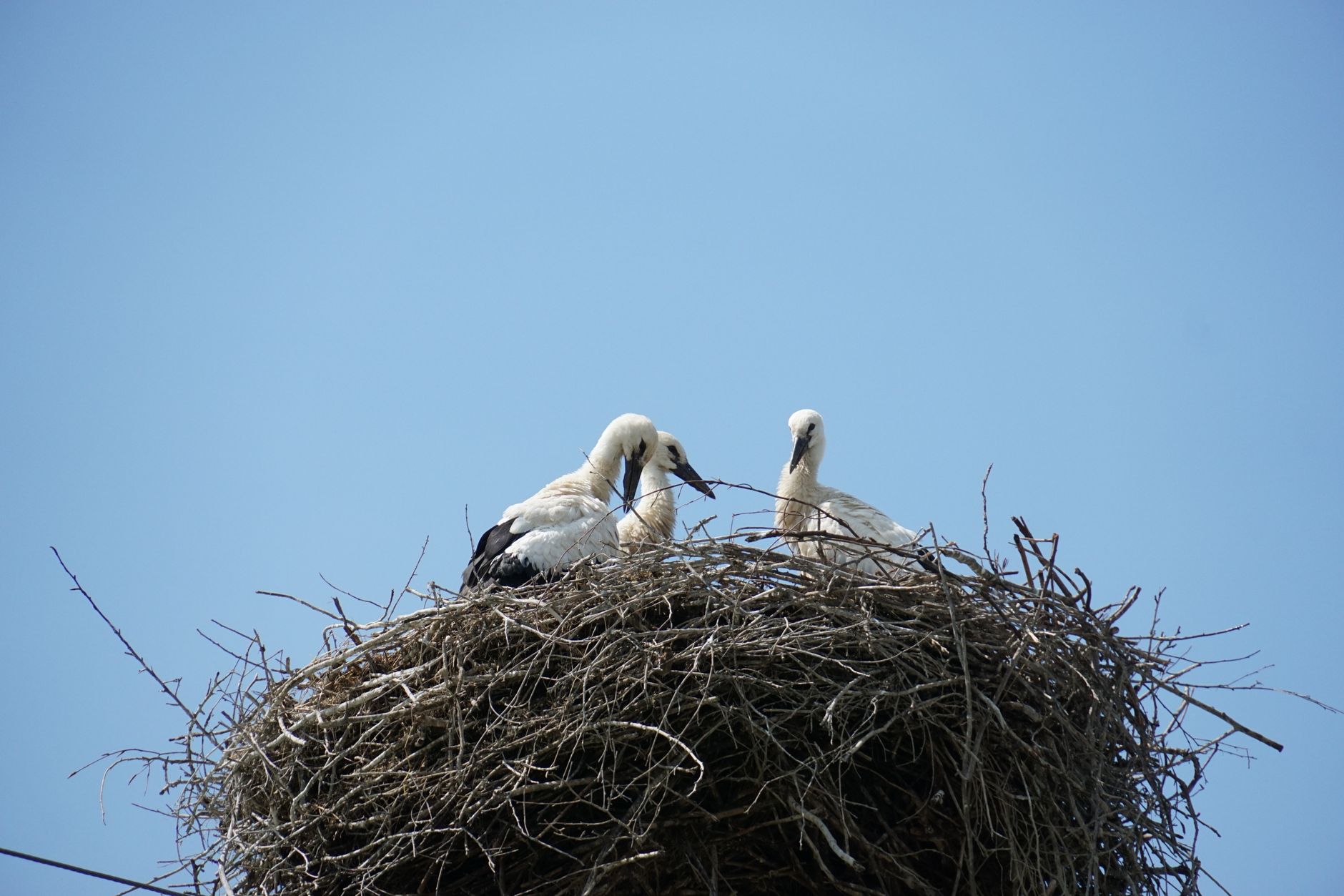 Stork Nesting Towers