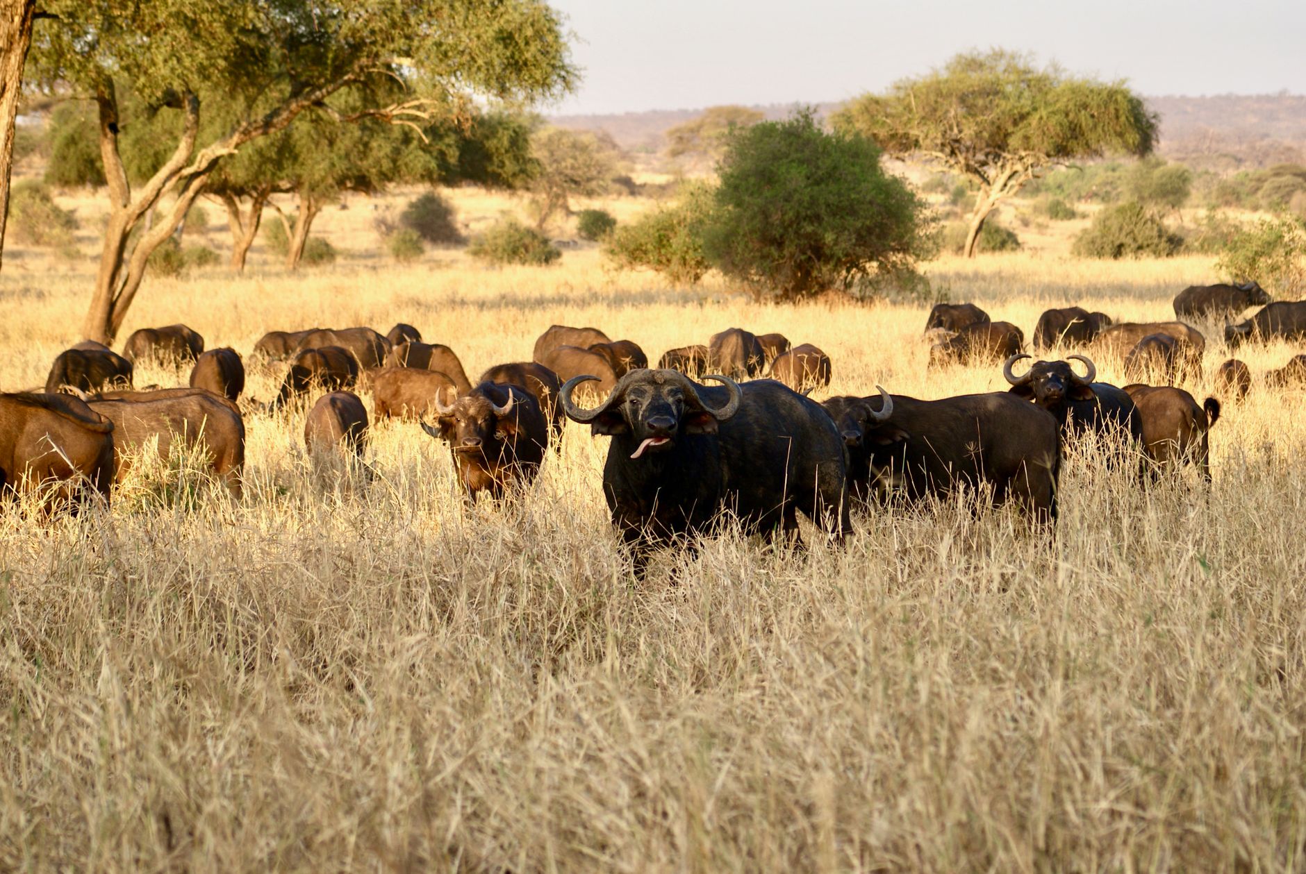 Tarangire National Park