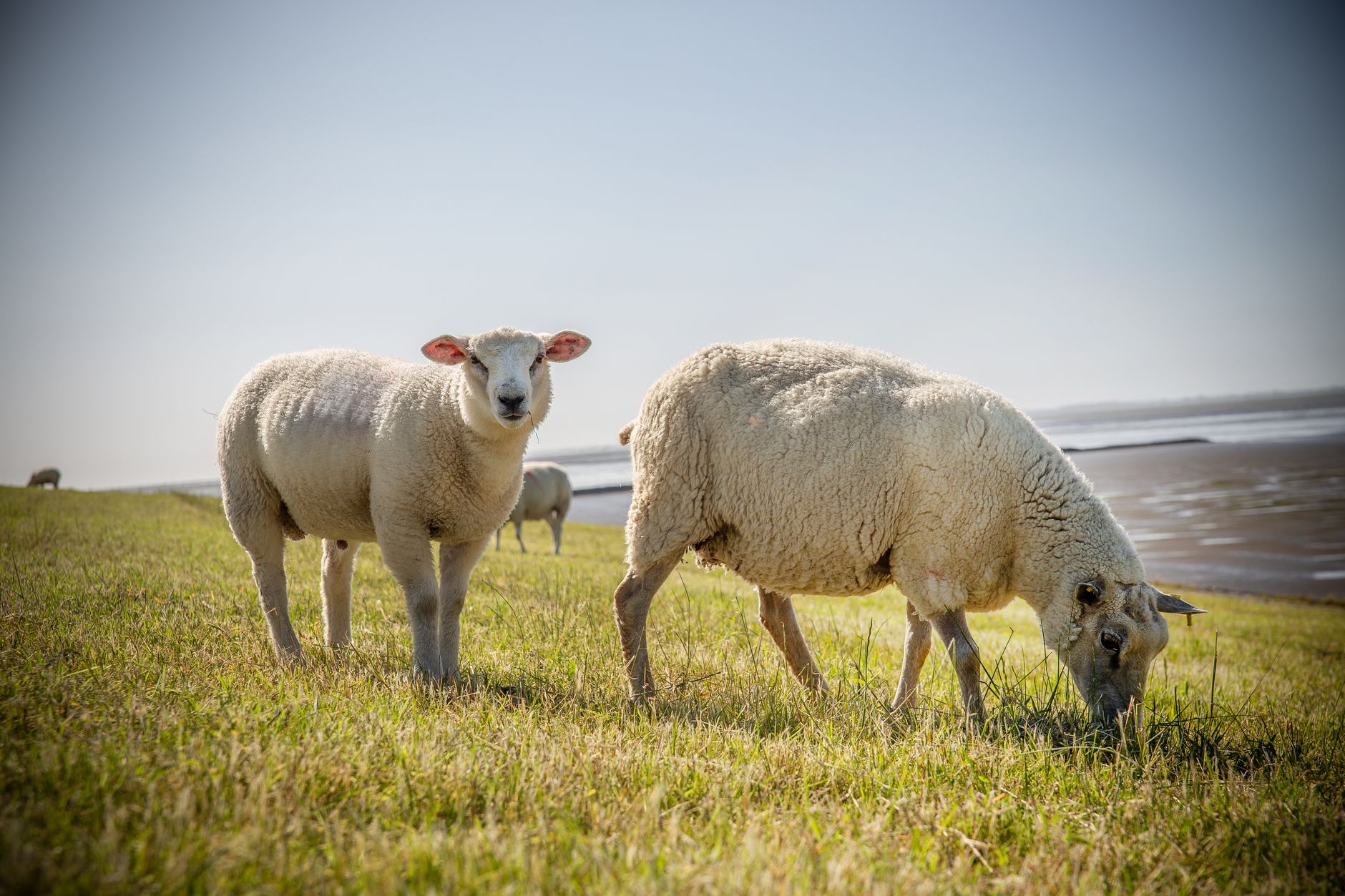 Texel