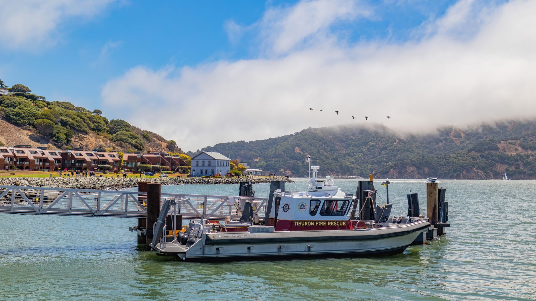 Tiburon