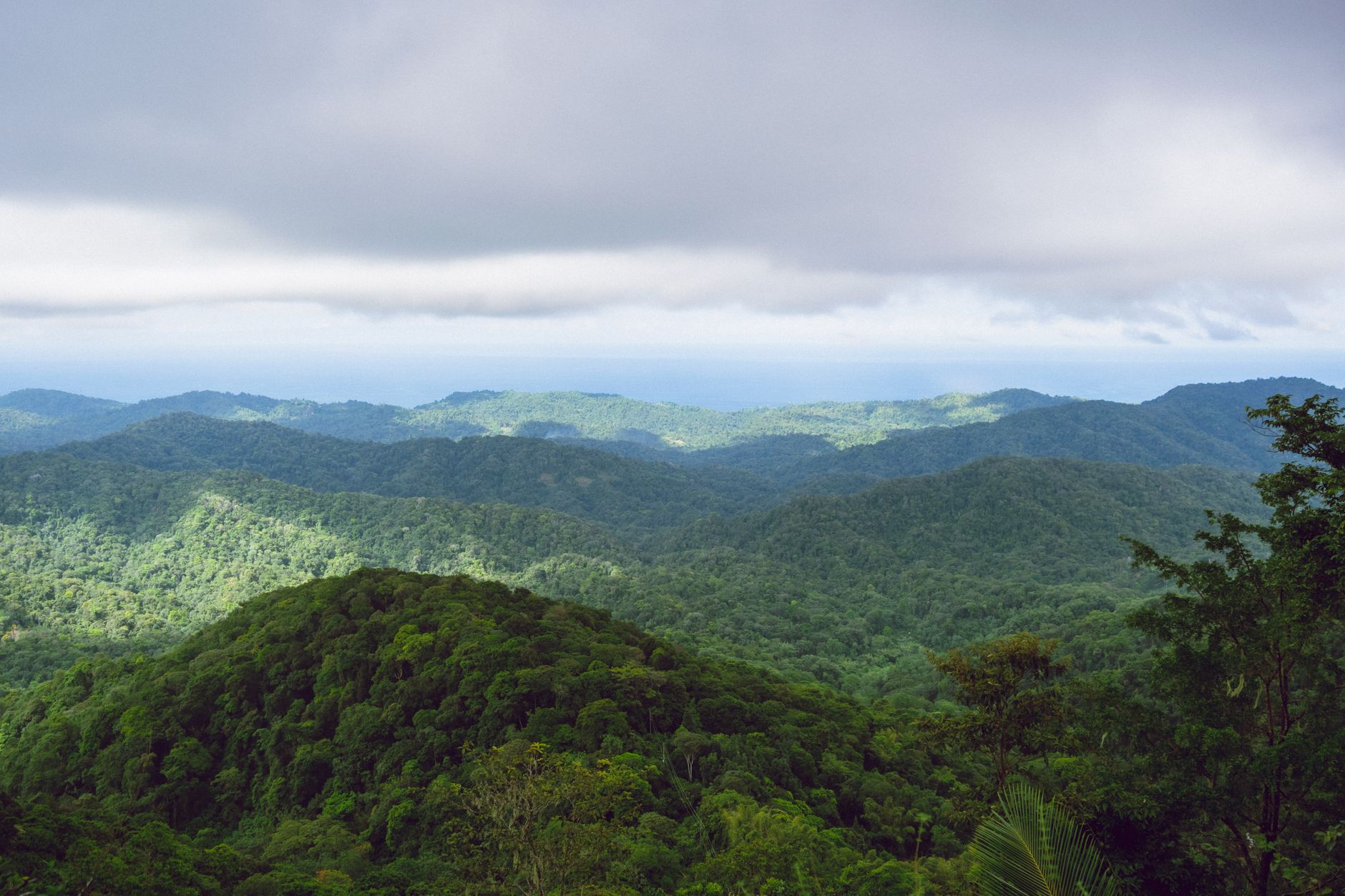 Tobago Main Ridge Forest Reserve