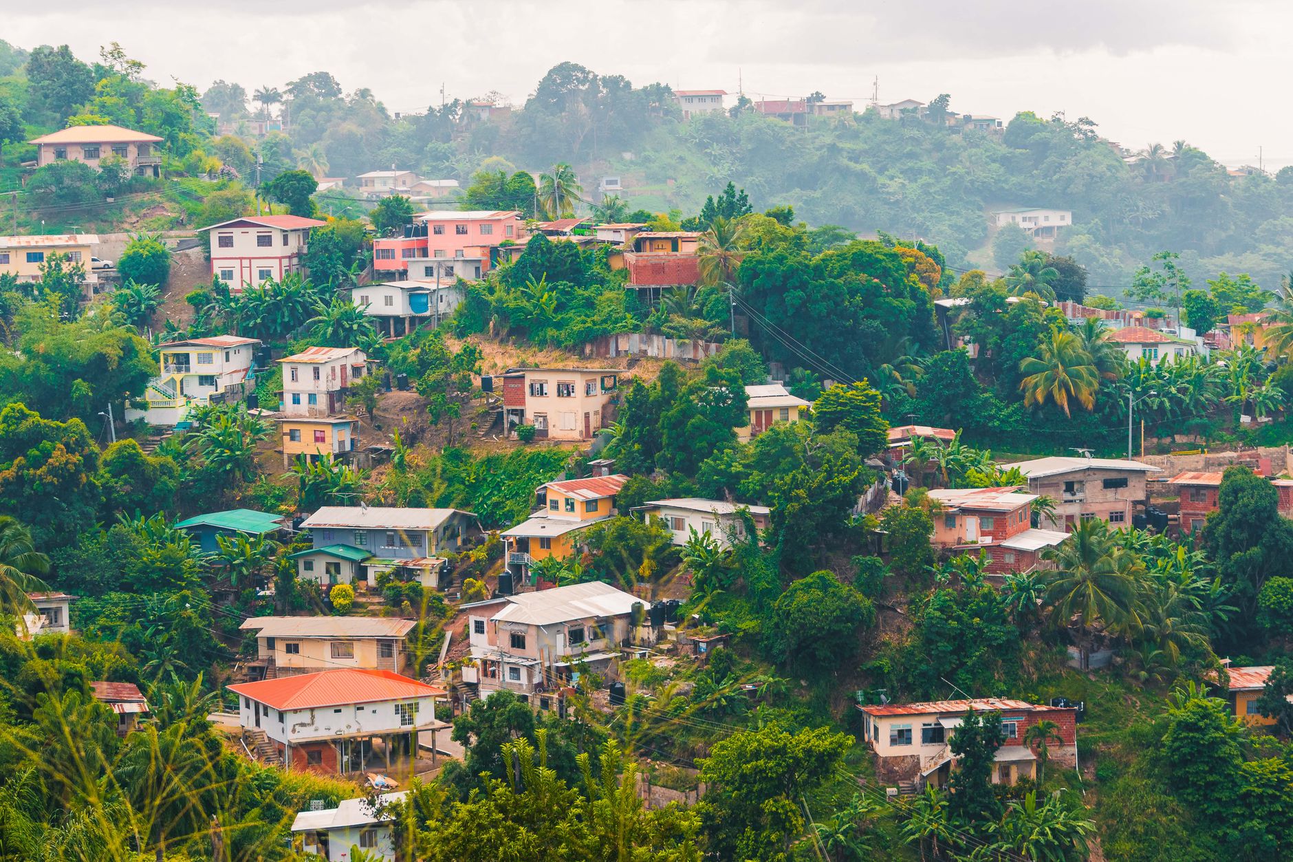 Tobago Main Ridge Forest Reserve