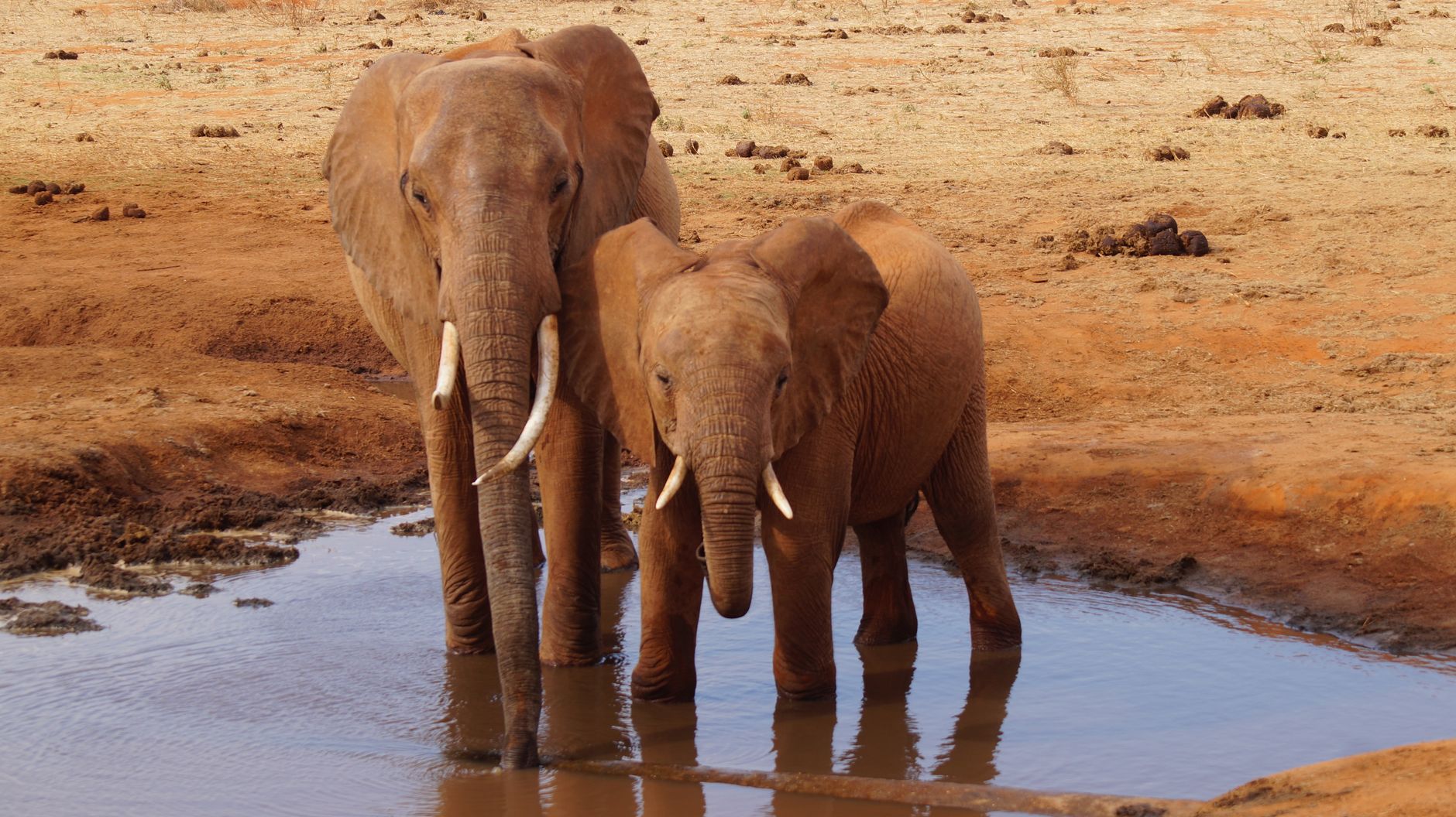 Tsavo National Park