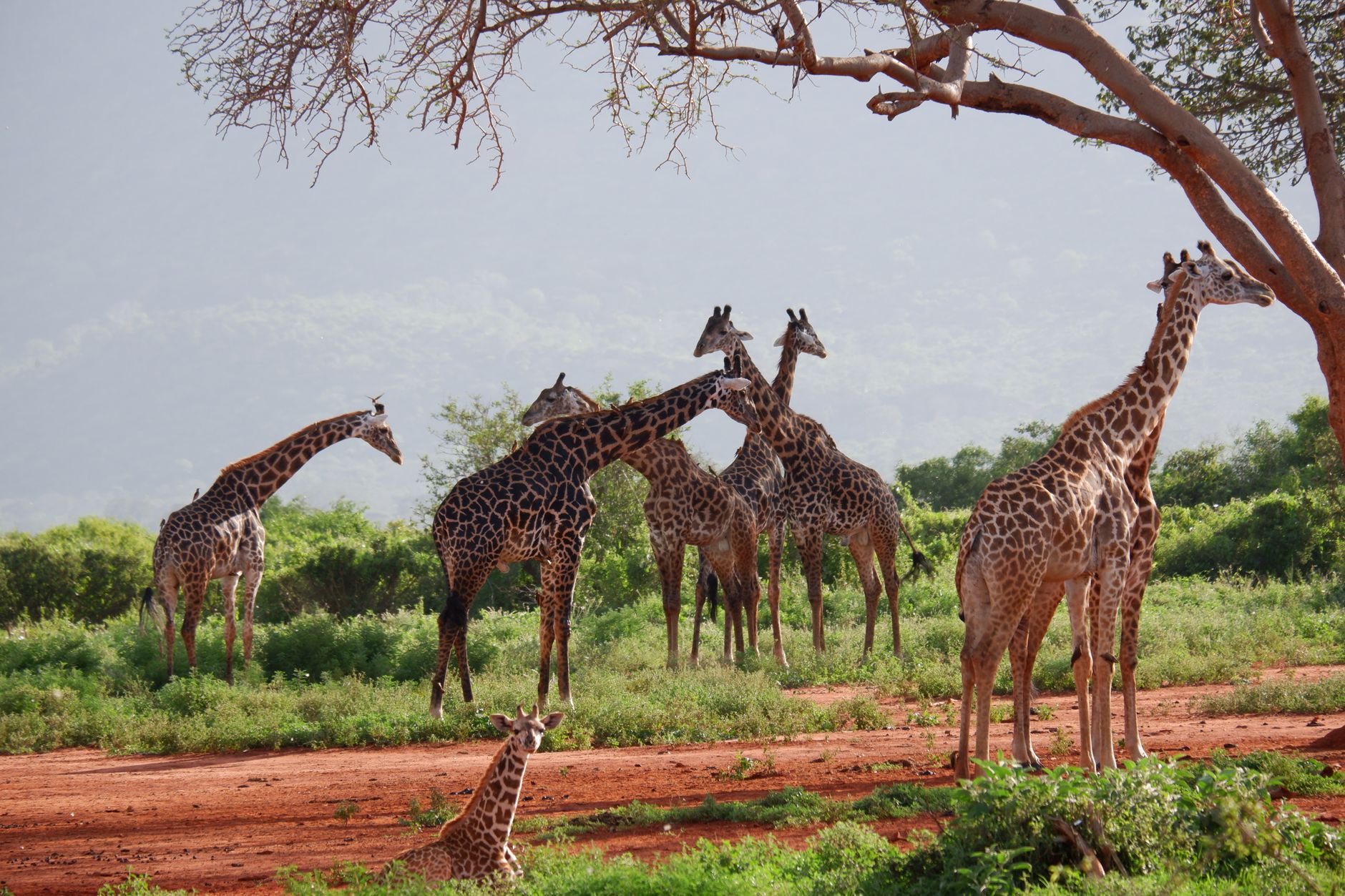 Tsavo National Park