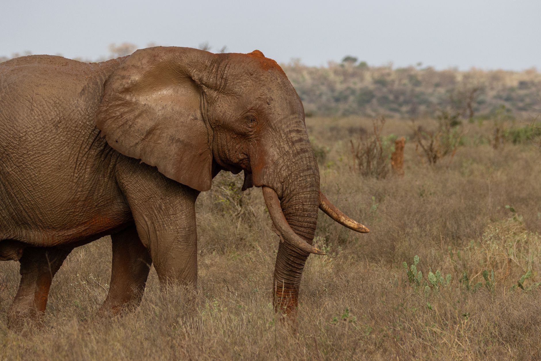 Tsavo National Park