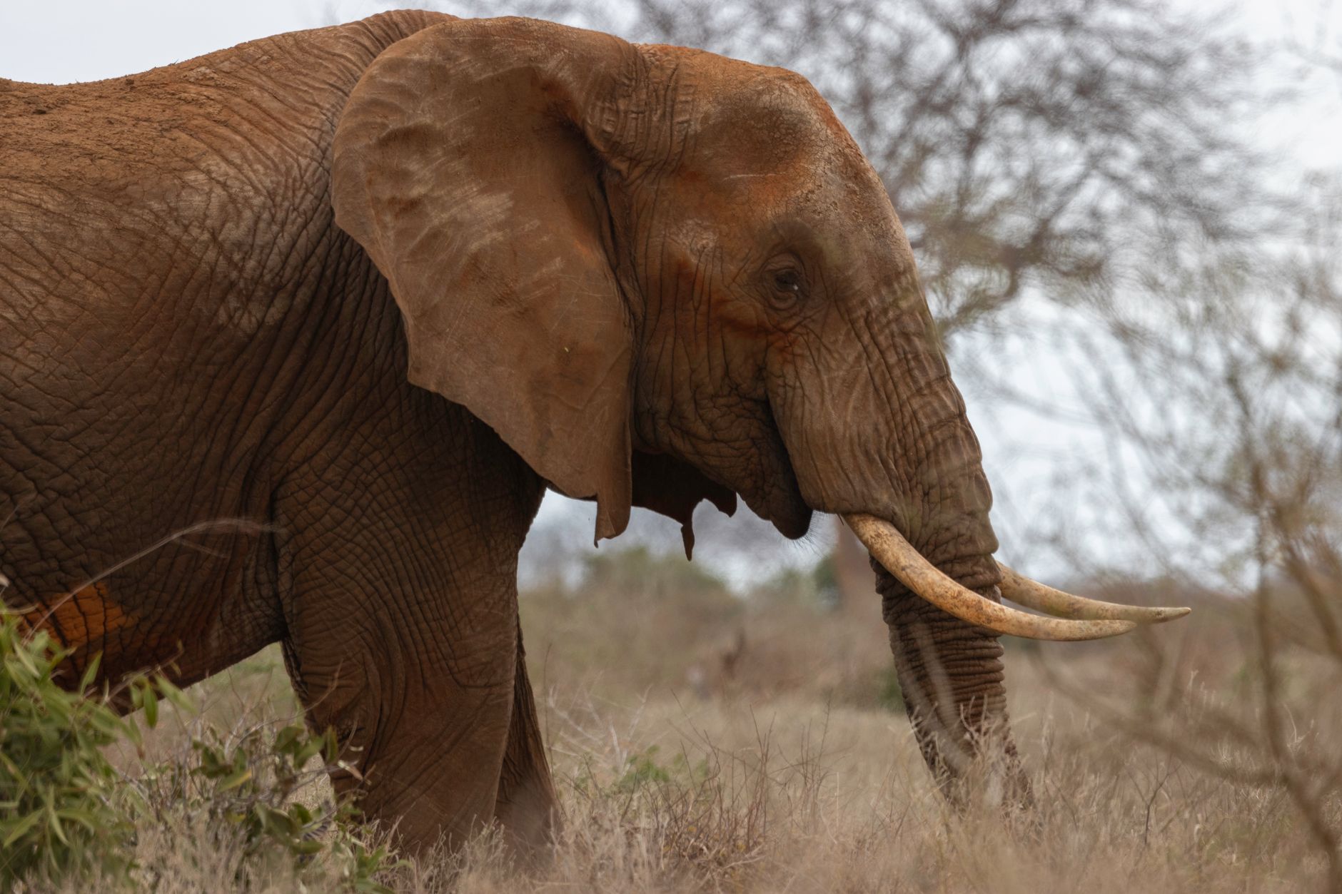 Tsavo National Park