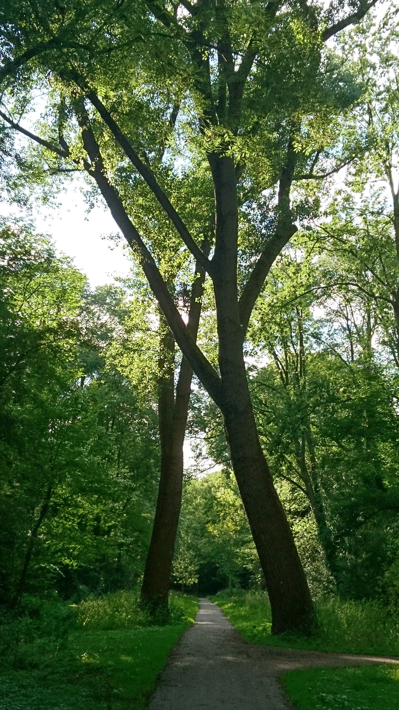 Vliegenbos