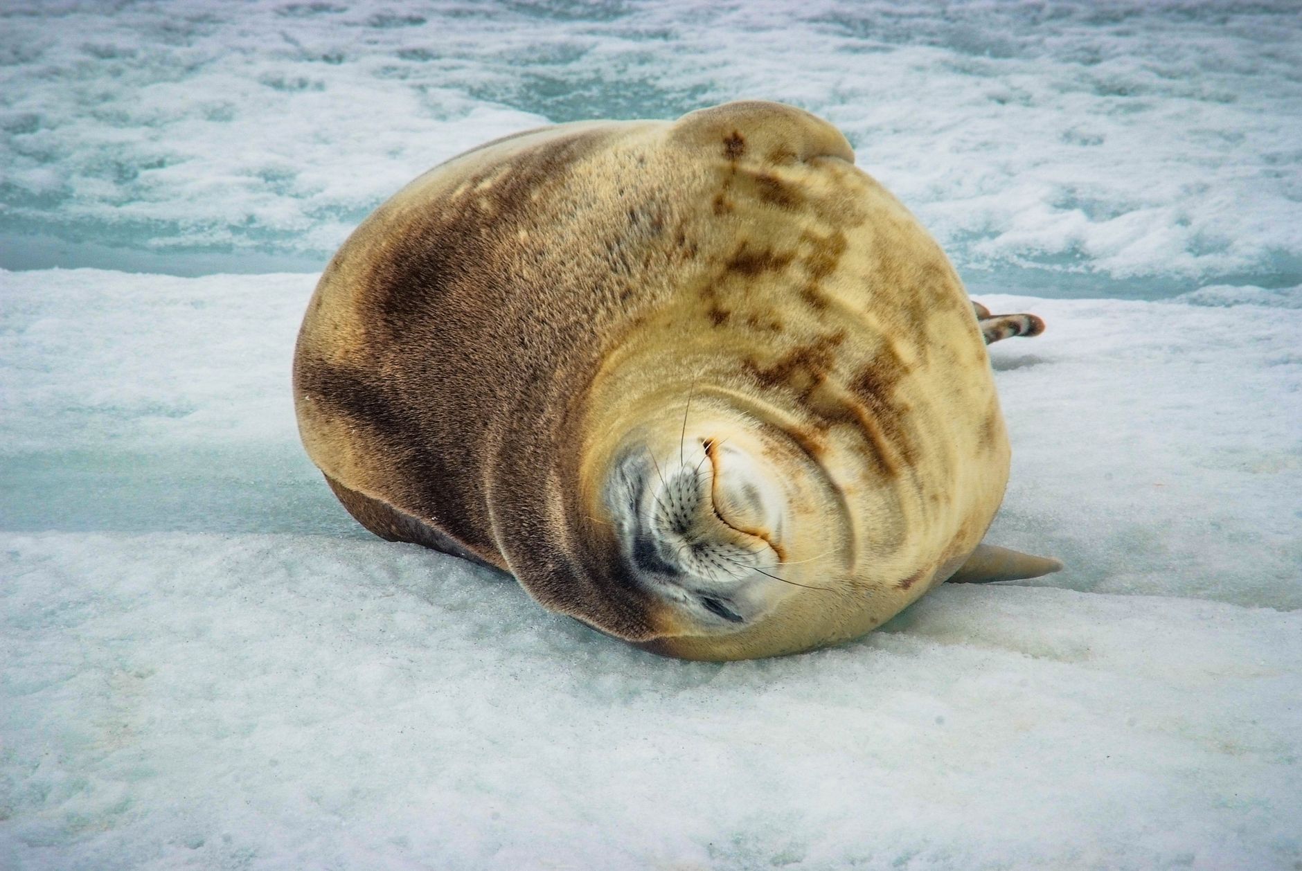 Weddell Sea
