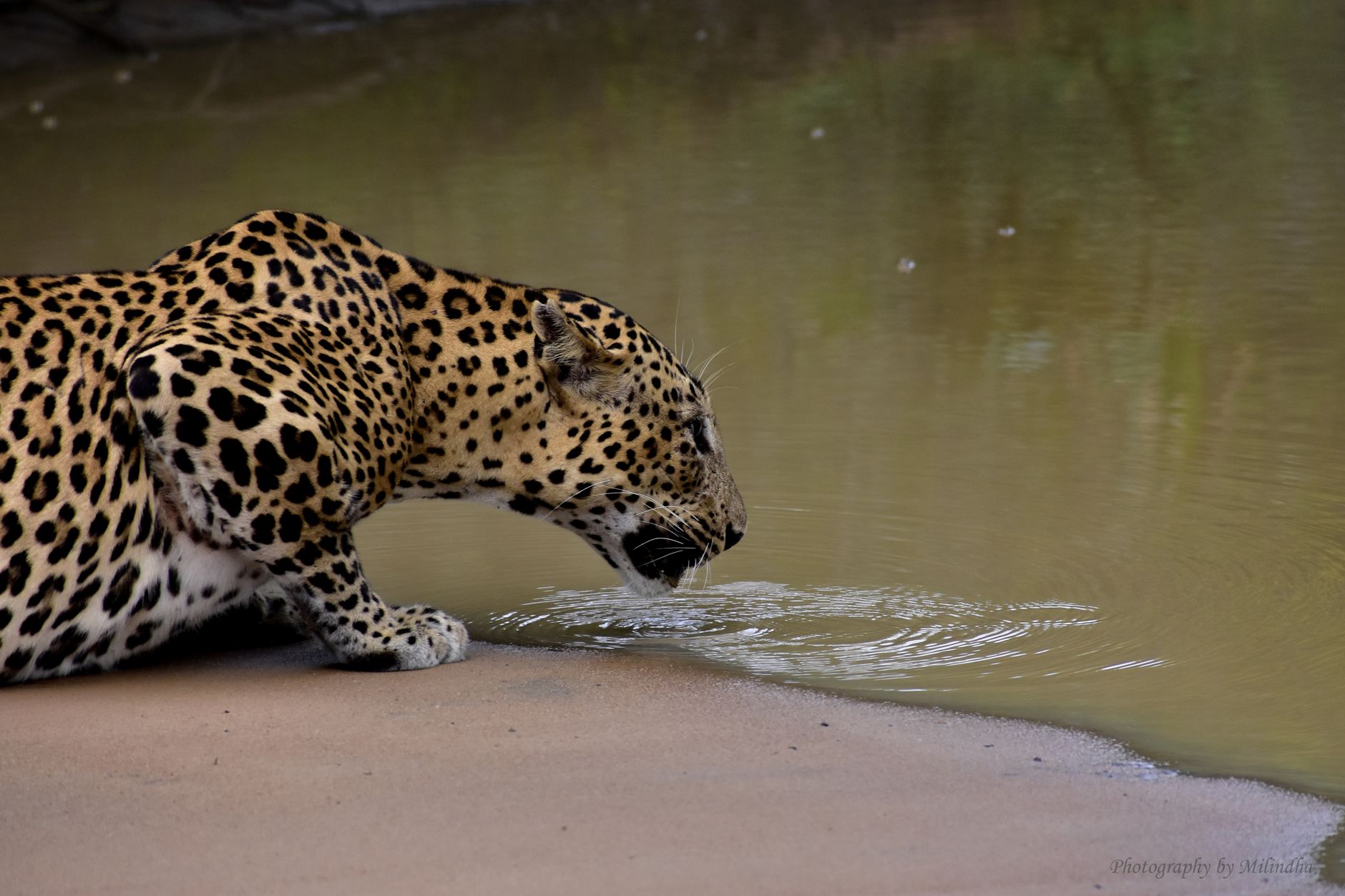 Yala National Park