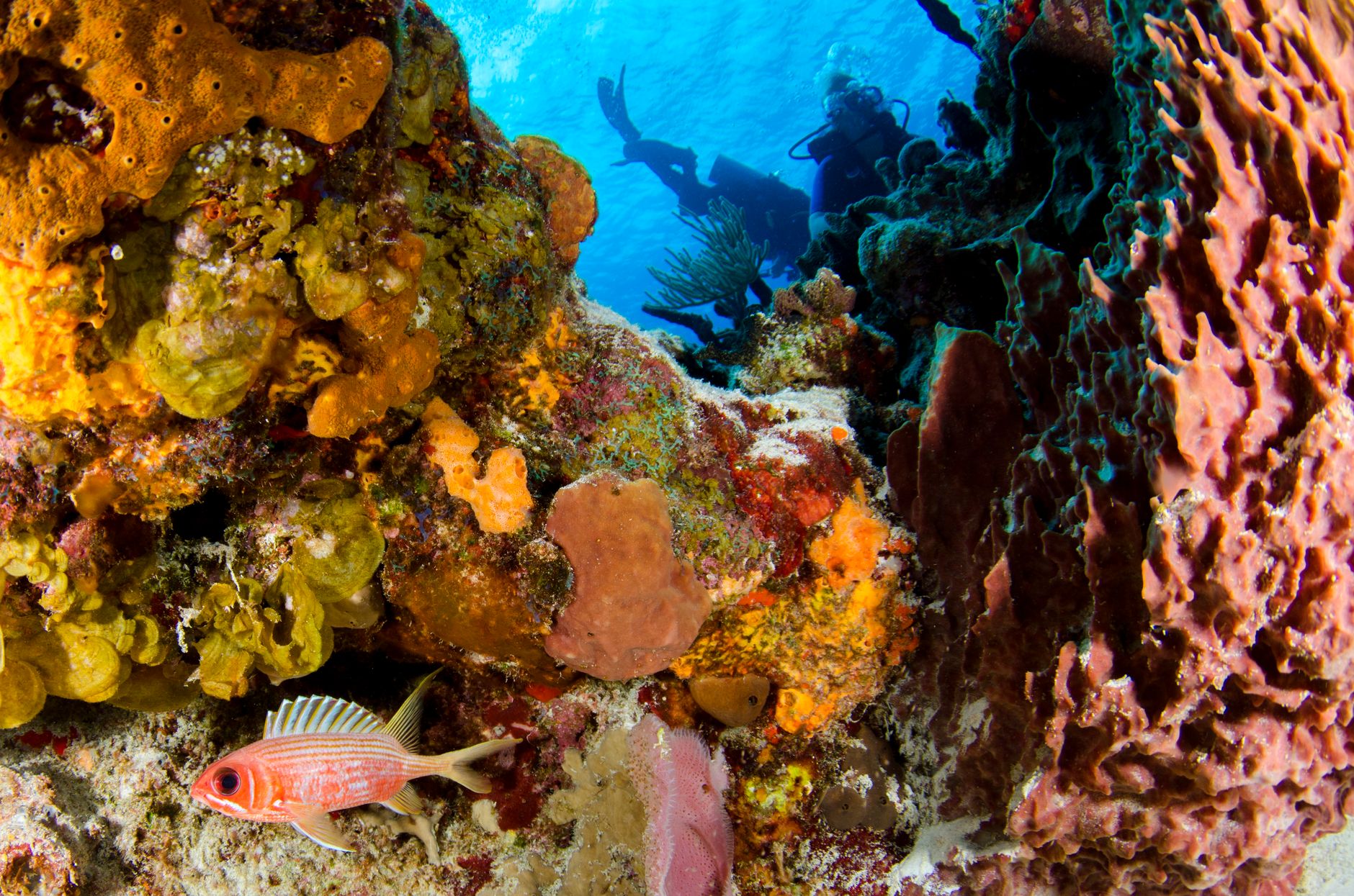 Diving & watersports