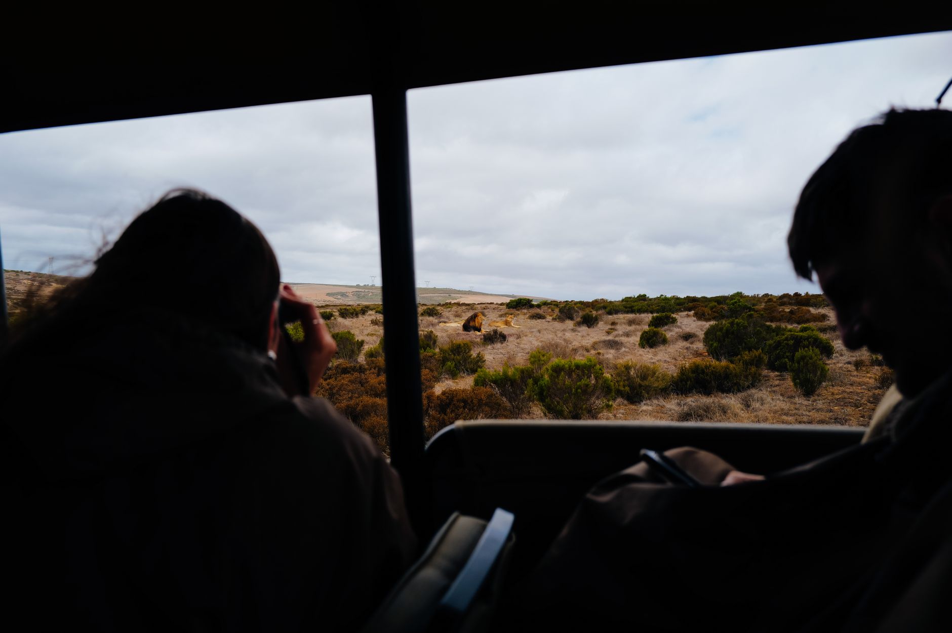 Wildlife & safari — travellers enjoying it