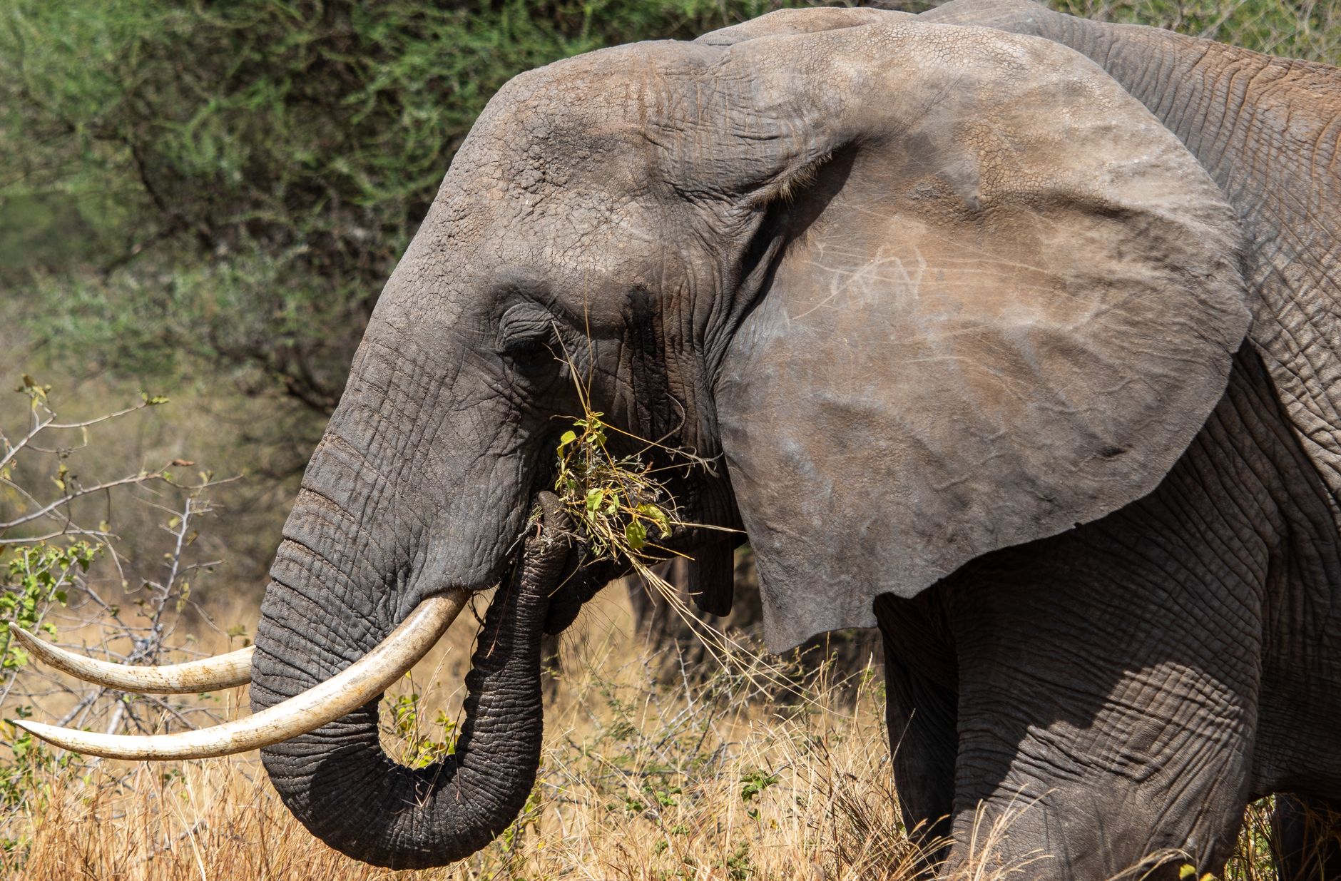 Wildlife & safari